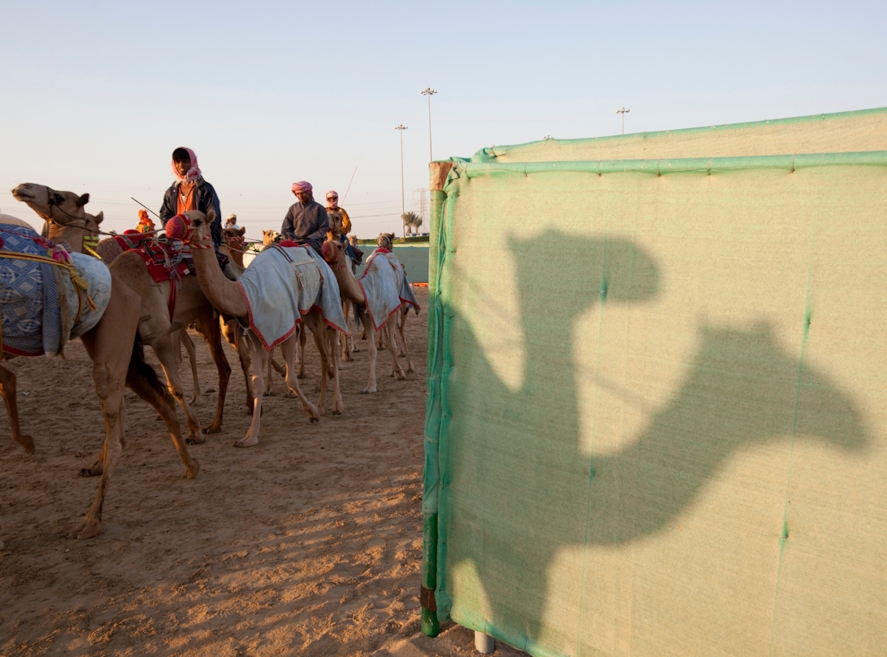 Camels being led to races (photo)