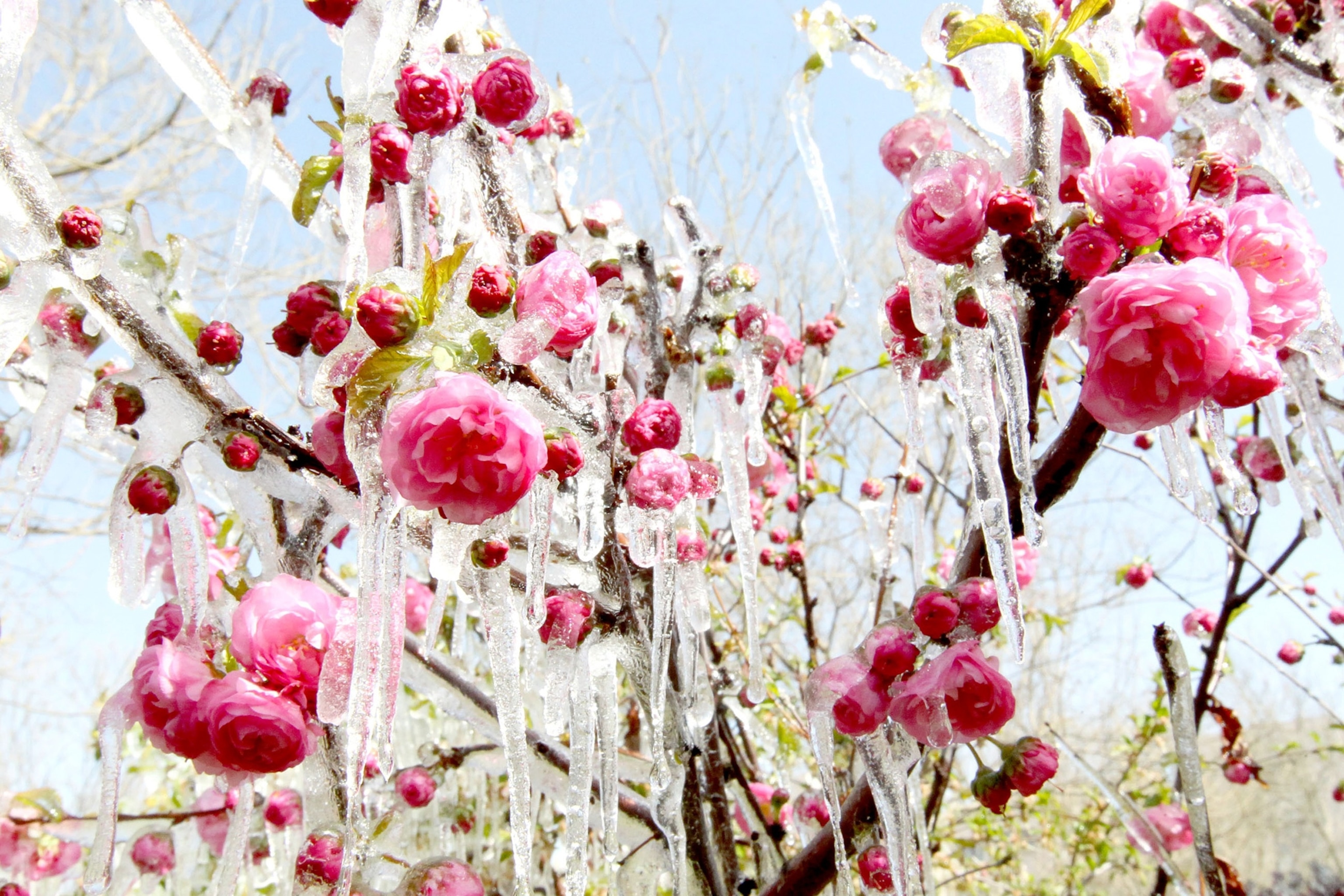 icicles covering flowers in a garden, Hami, China