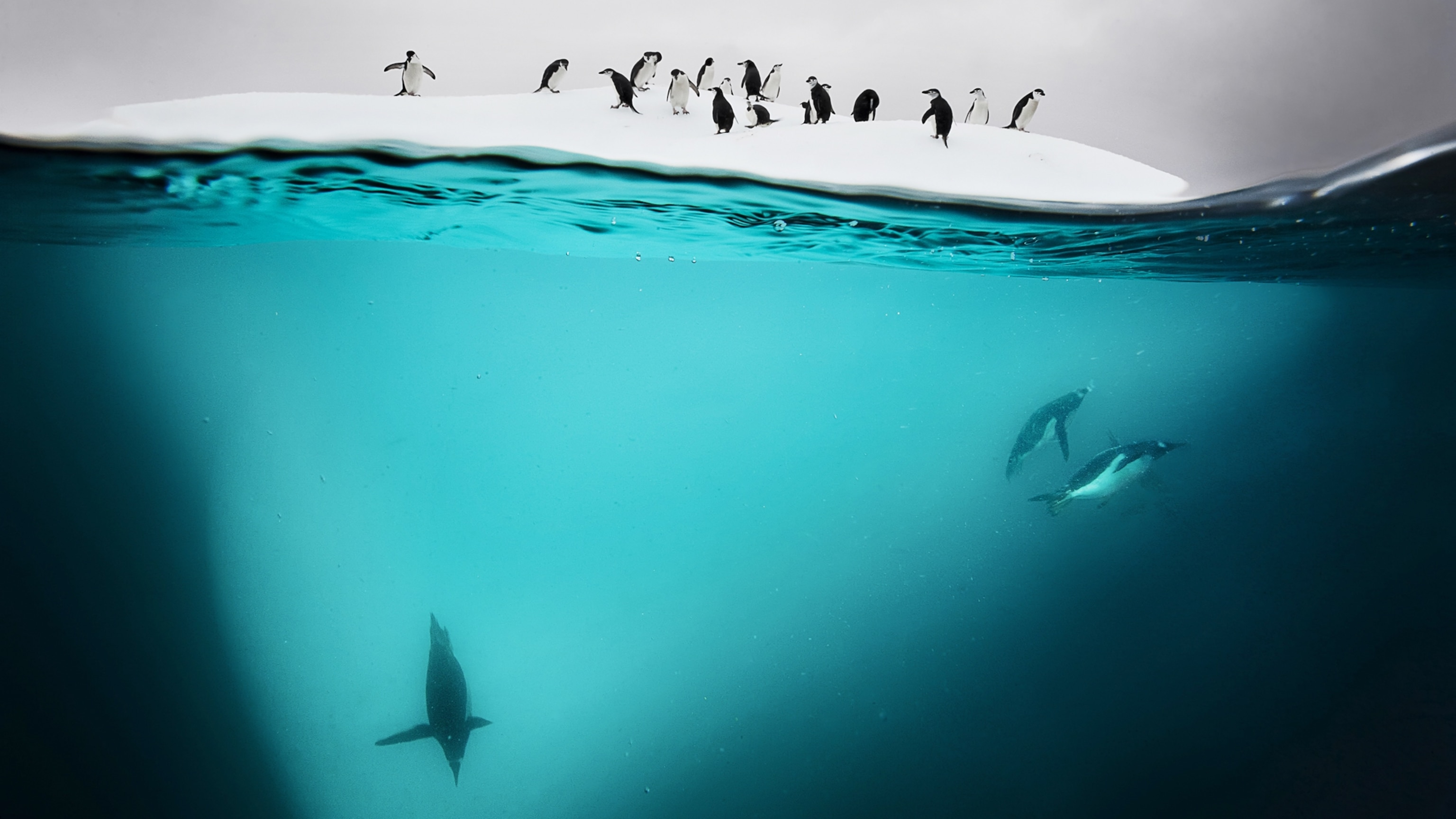What the ‘trash heap’ penguins of Argentina are teaching us about survival