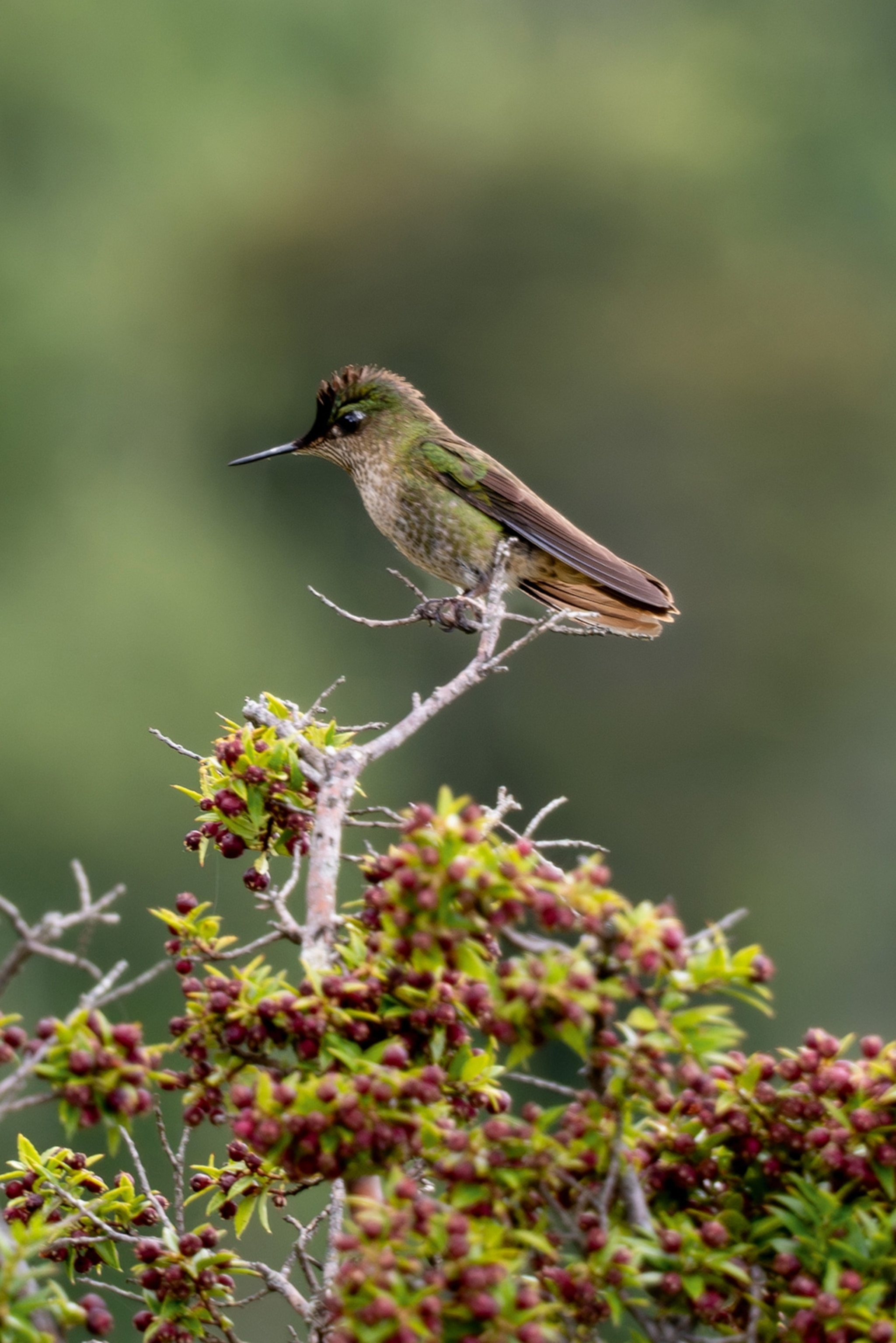 A close-up of a hummingbird perched on a branch.