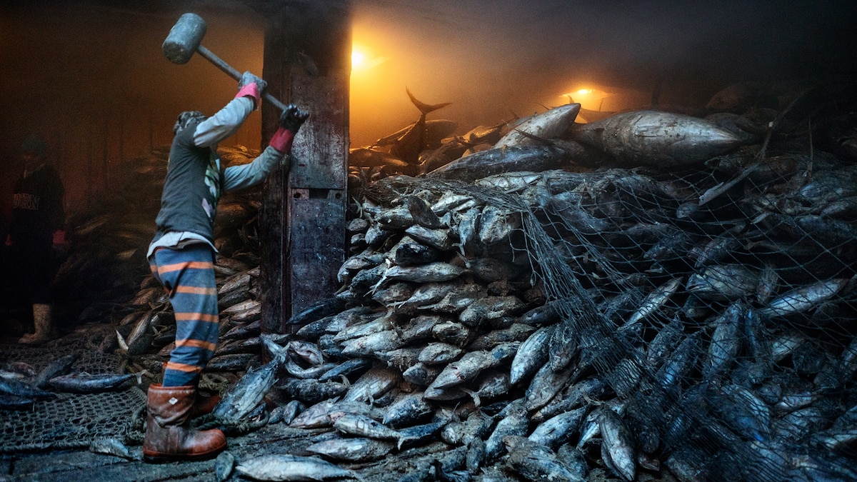 The sea is running out of fish, despite nations' pledges to stop