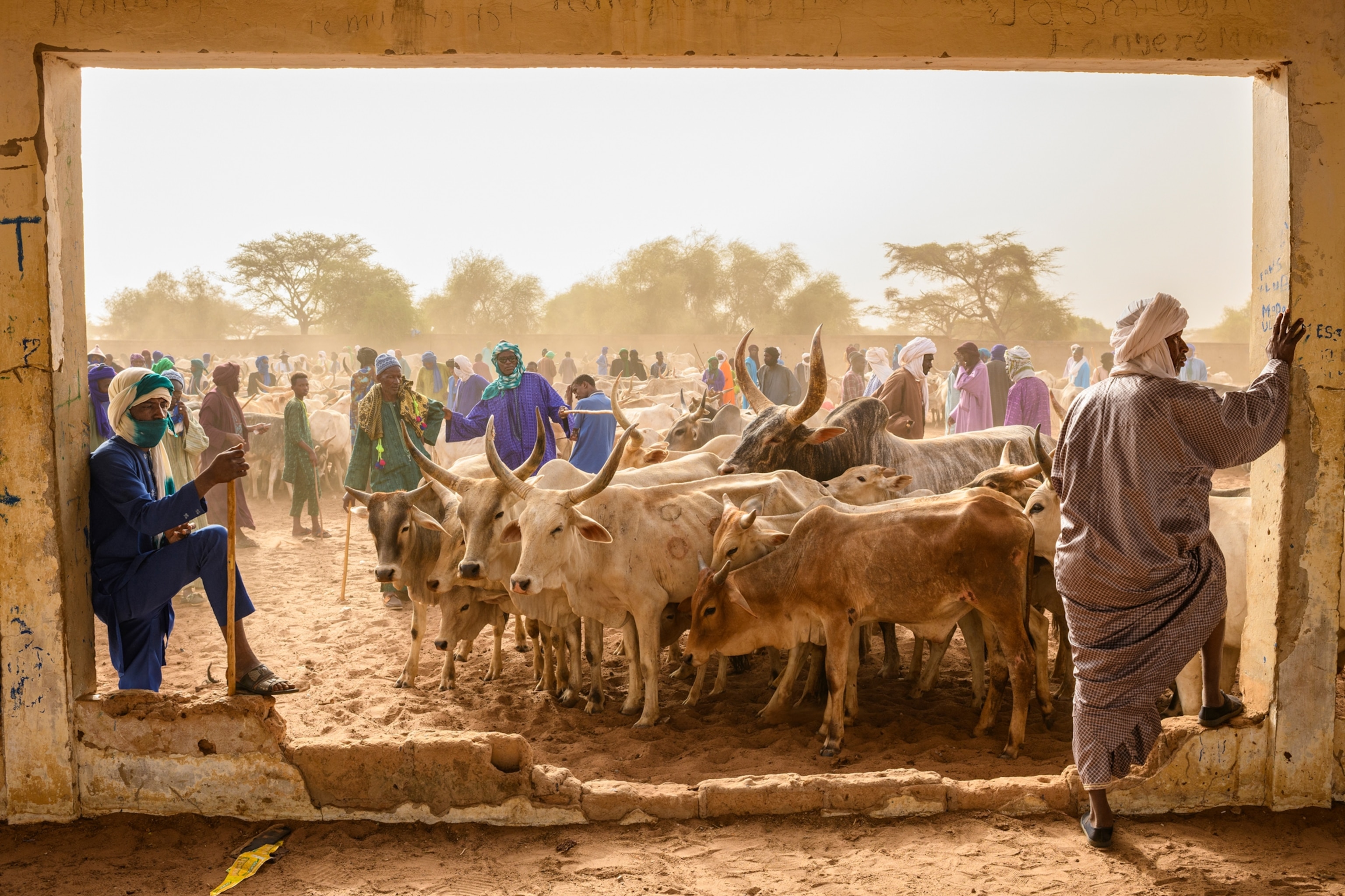A small herd of cattle surrounded by cattle herders and their own herds.