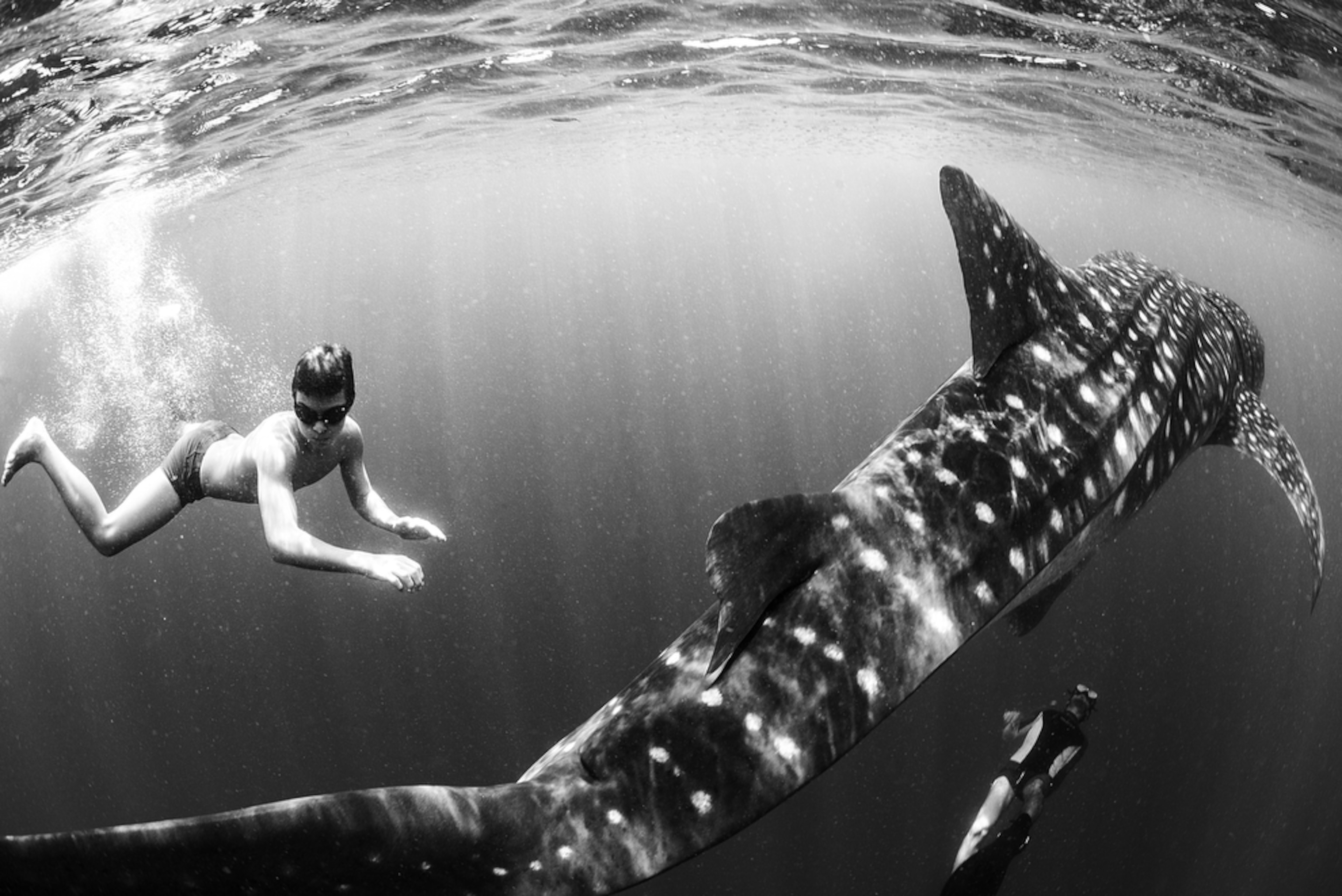 boy swimming near whale shark at Nosy Be island, Madagascar.