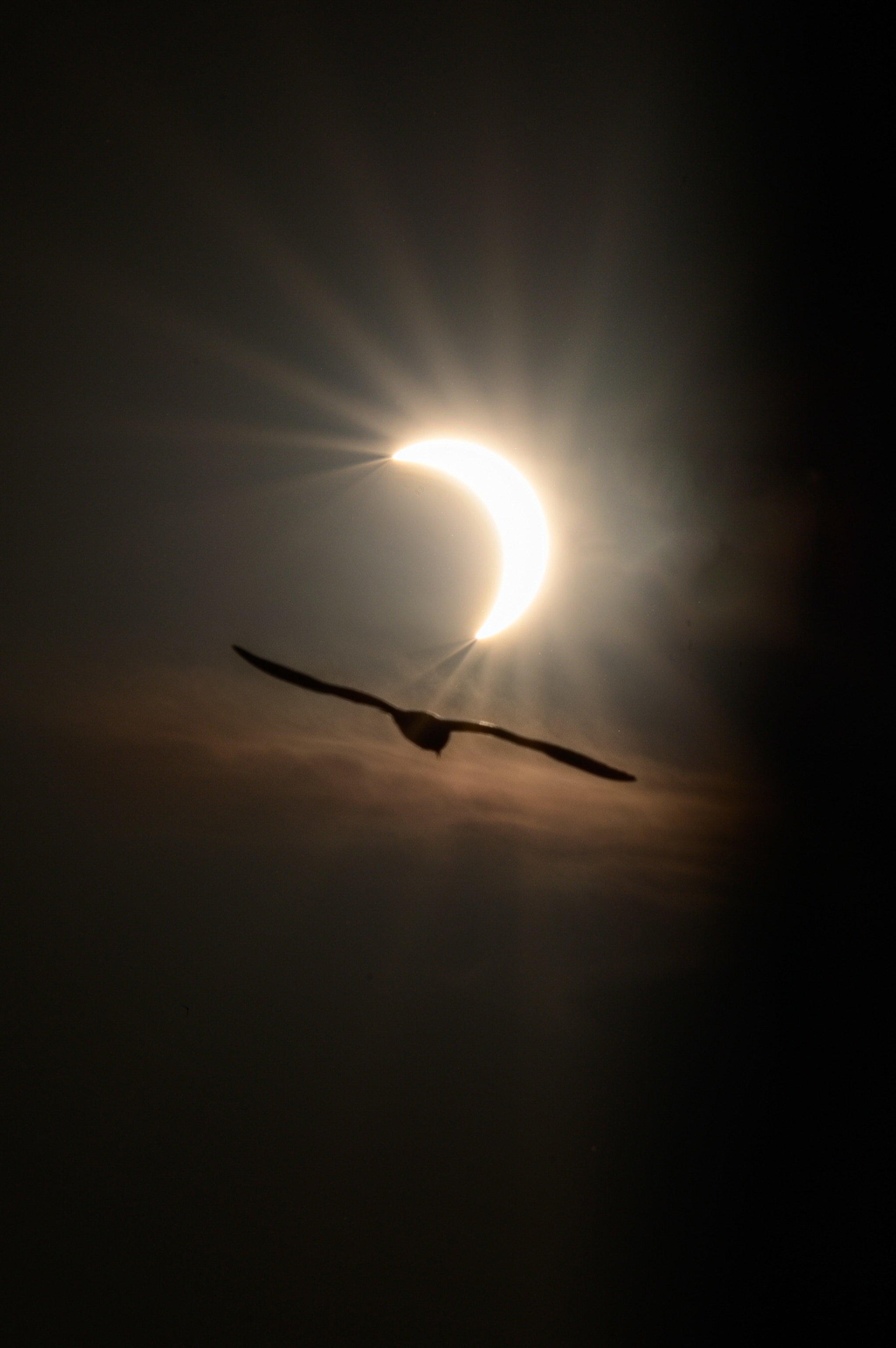 A silhouetted bird glides beneath a glowing partial solar eclipse, wings outstretched against hazy clouds in a dark sky
