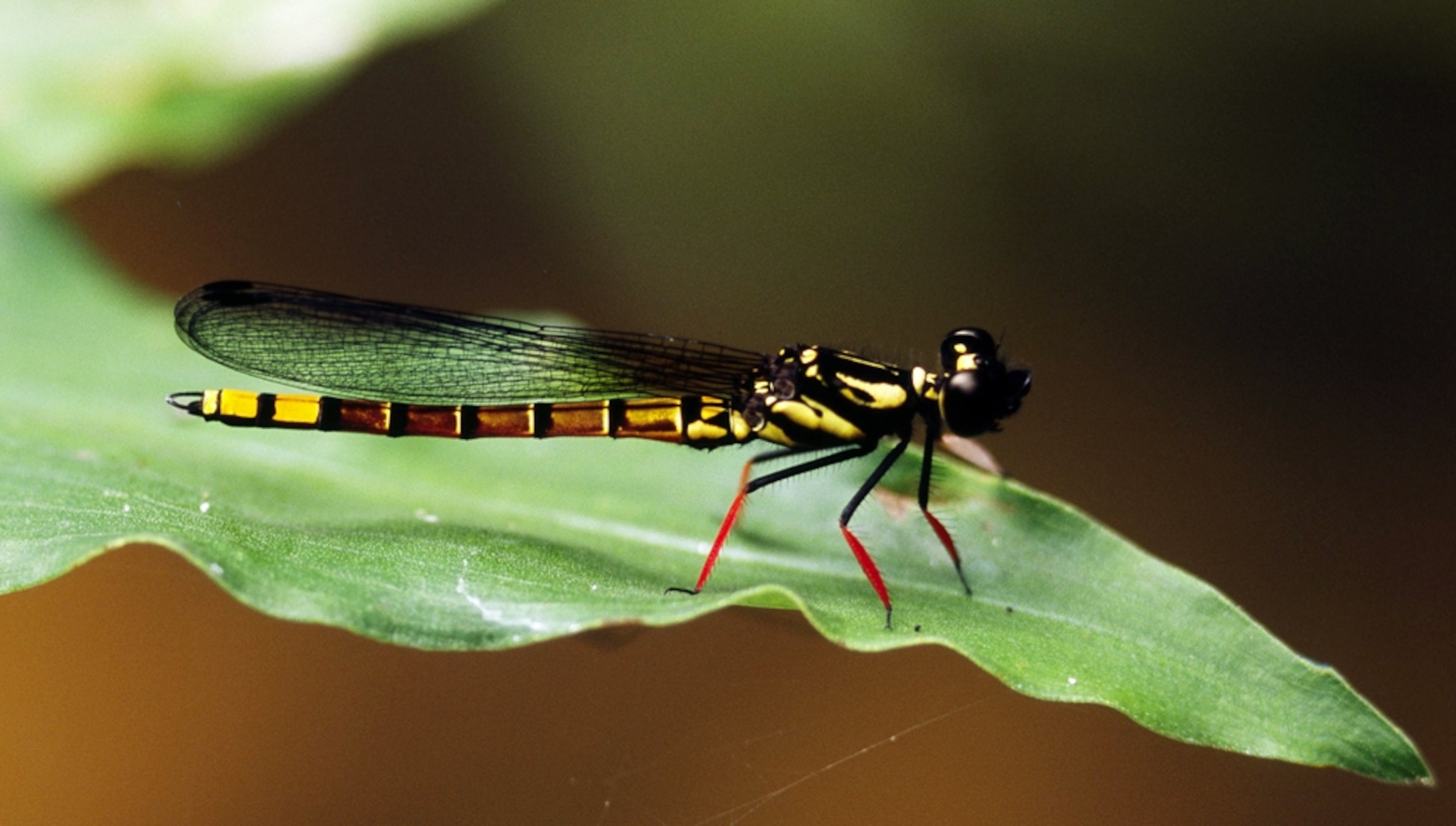 a new species of dragonfly from Africa, for a photo gallery on 20 surprising species of the last 20 years