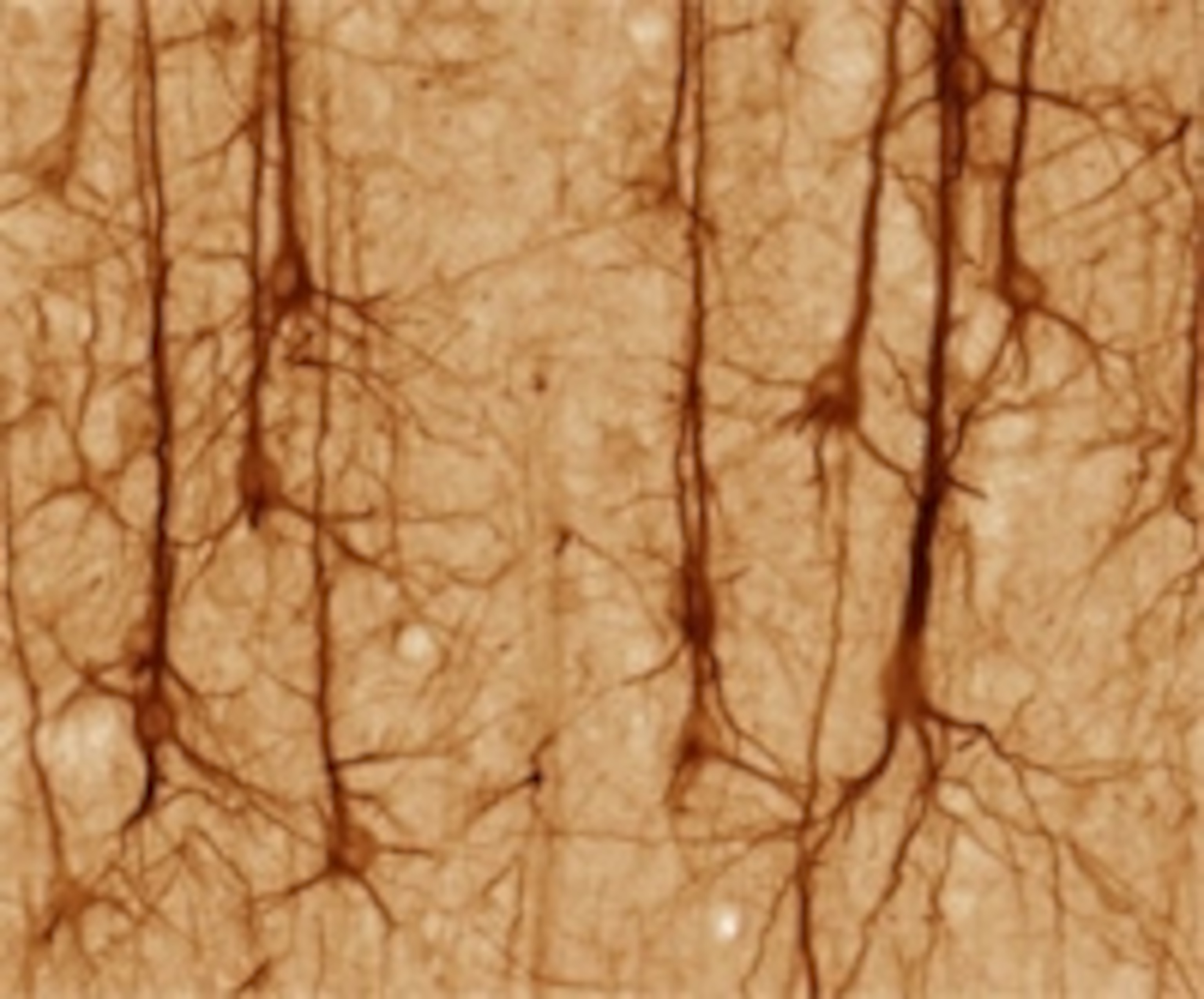 Neurons.jpg