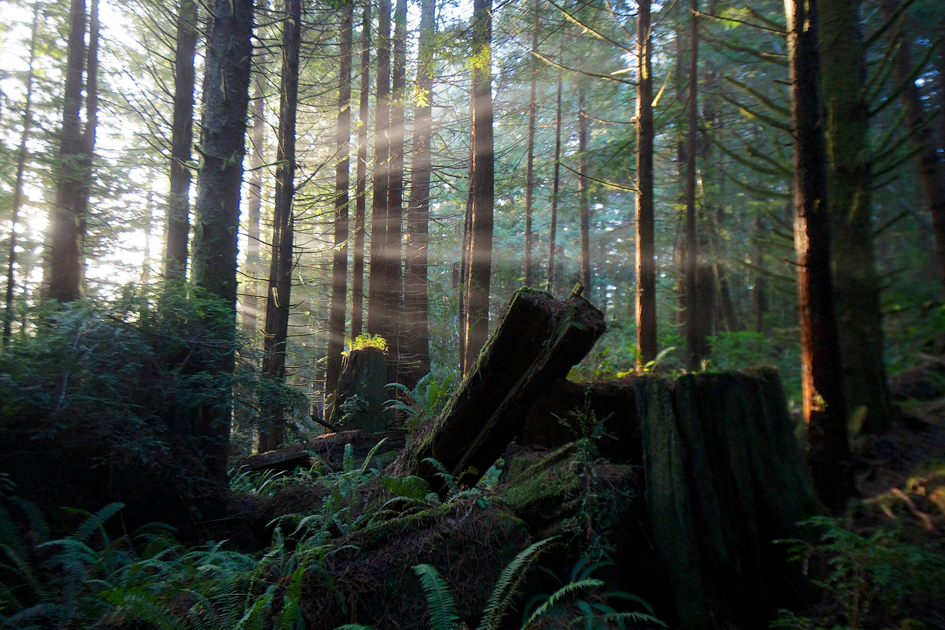 Everything to know about visiting Redwood National Park | National  Geographic