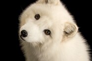 Arctic Fox Adaptations