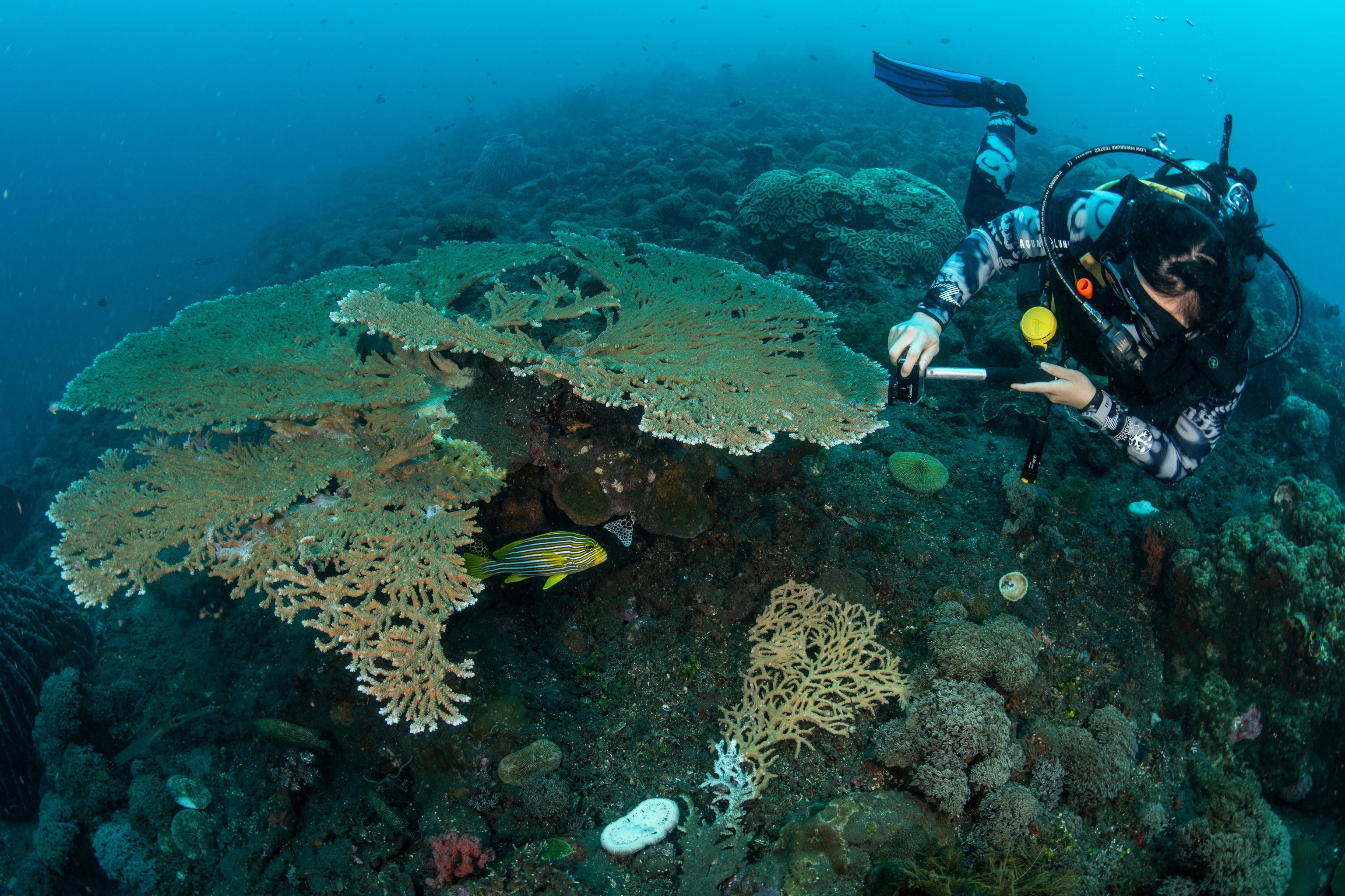 National Geographic Young Explorer Brigitta Gunawan takes images with a GoPro while SCUBA diving off the shore of Tulamben, Bali, Indonesia.
