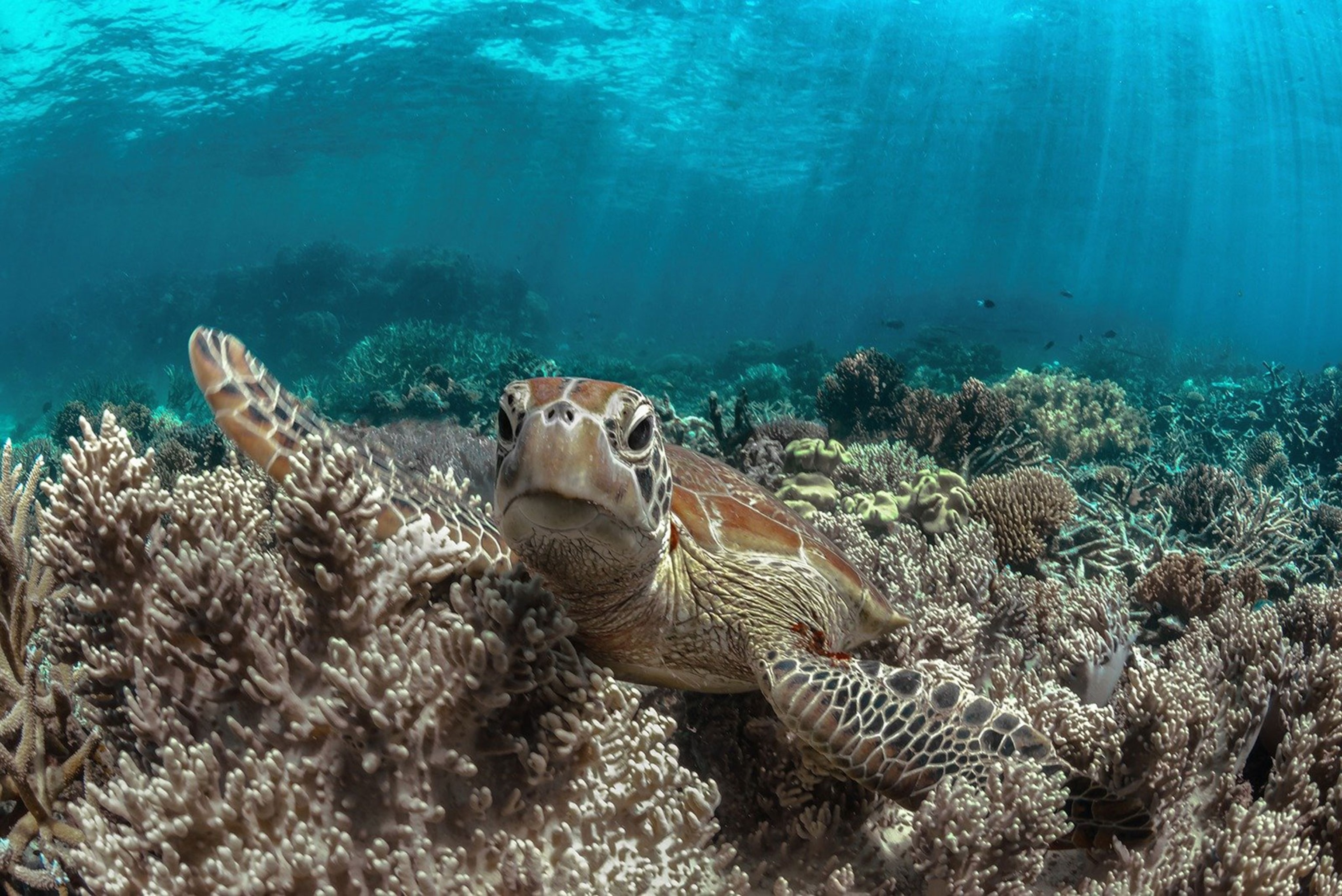 green sea turtle