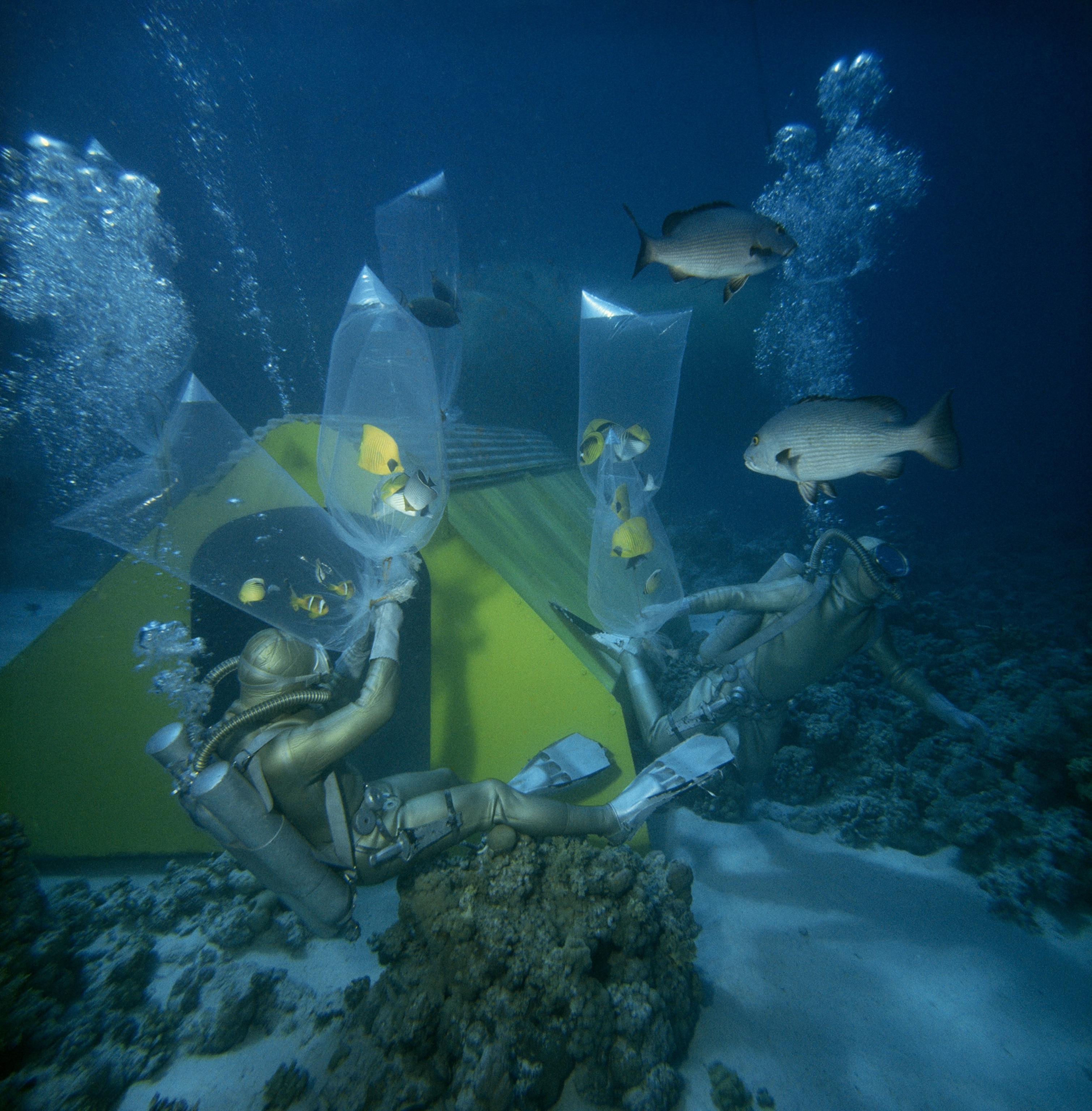 Divers defend plastic bags of specimen fish from hungry predators.