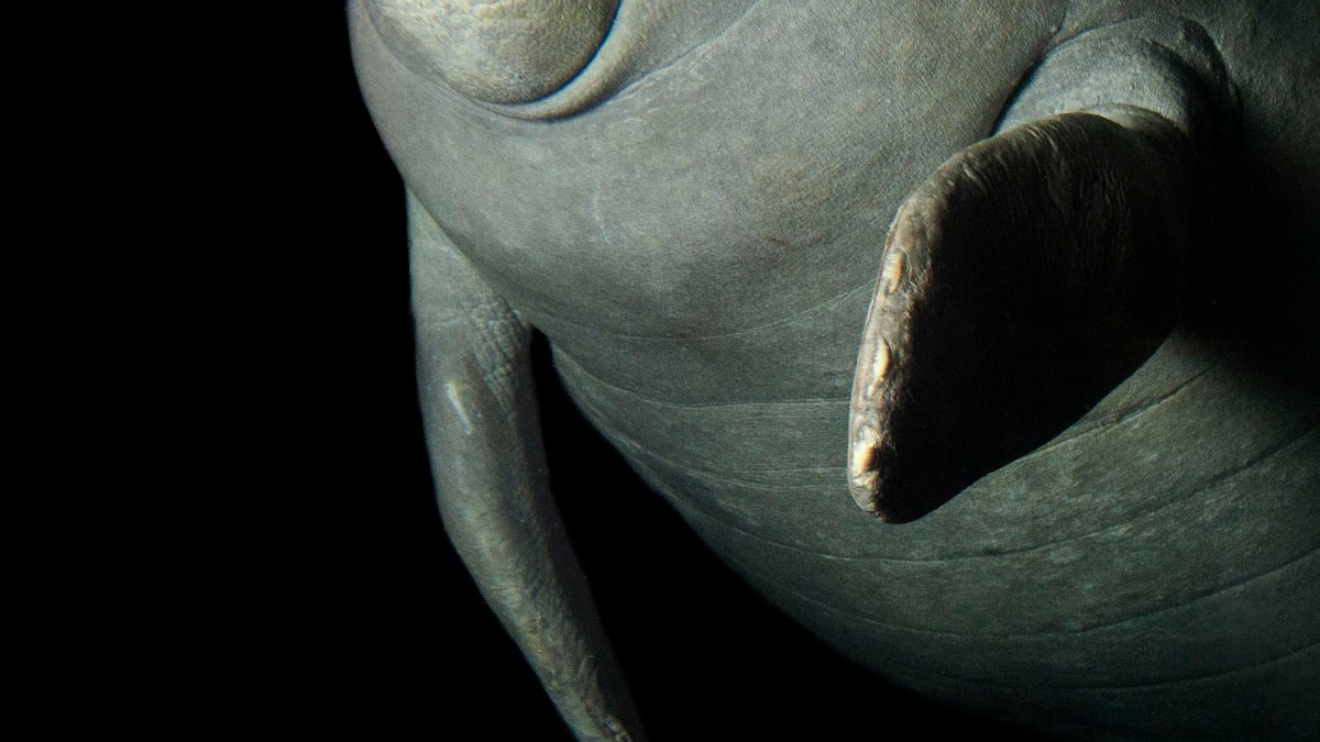 Manatees | National Geographic