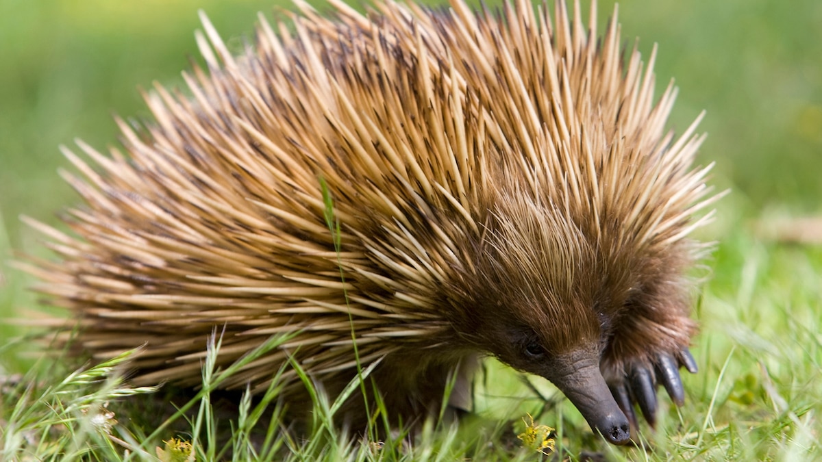 South Australia's Adventures of a Lifetime: Spot Elusive Wildlife -- National Geographic Travel