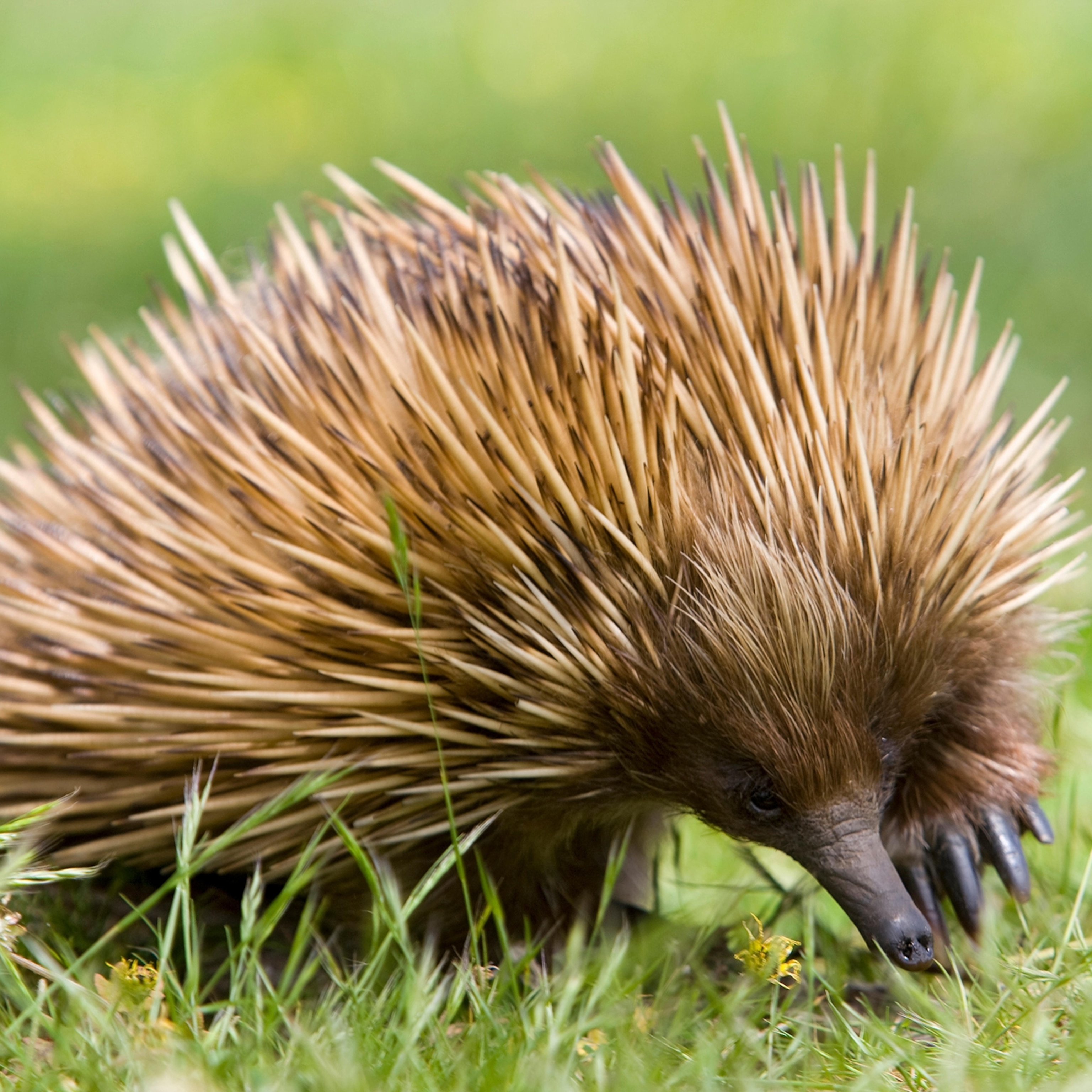 Top 140 South Australia Animals Merkantilaklubben Top 140 South Australia Animals Merkantilaklubben