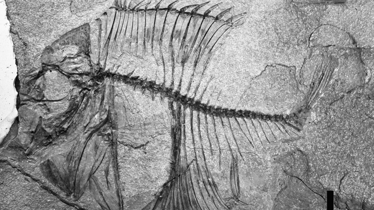 Peculiar Extinct Fish With Spines Named for National Geographic