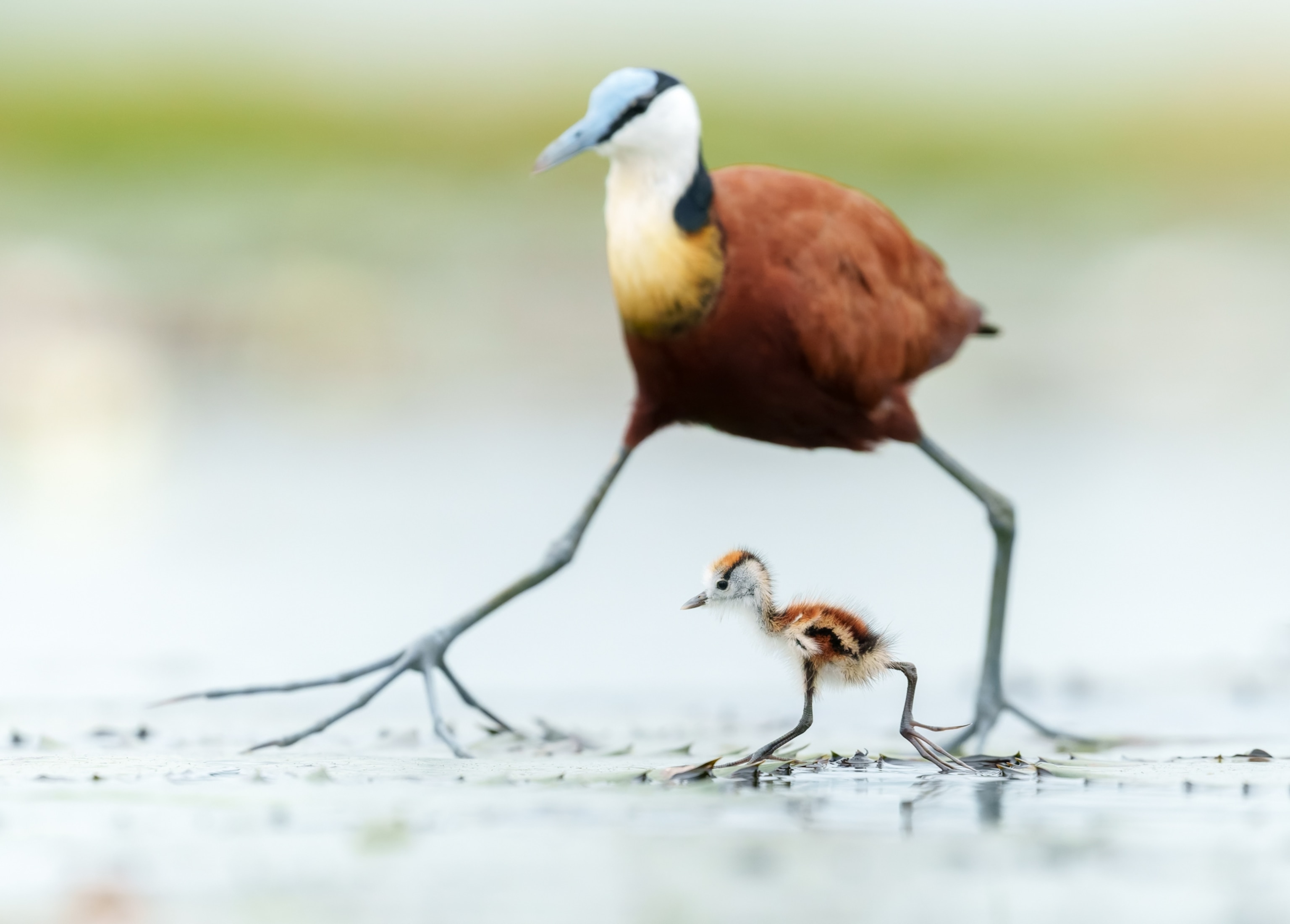 A large brown bird with a white and yellow head towers over a small baby chick.