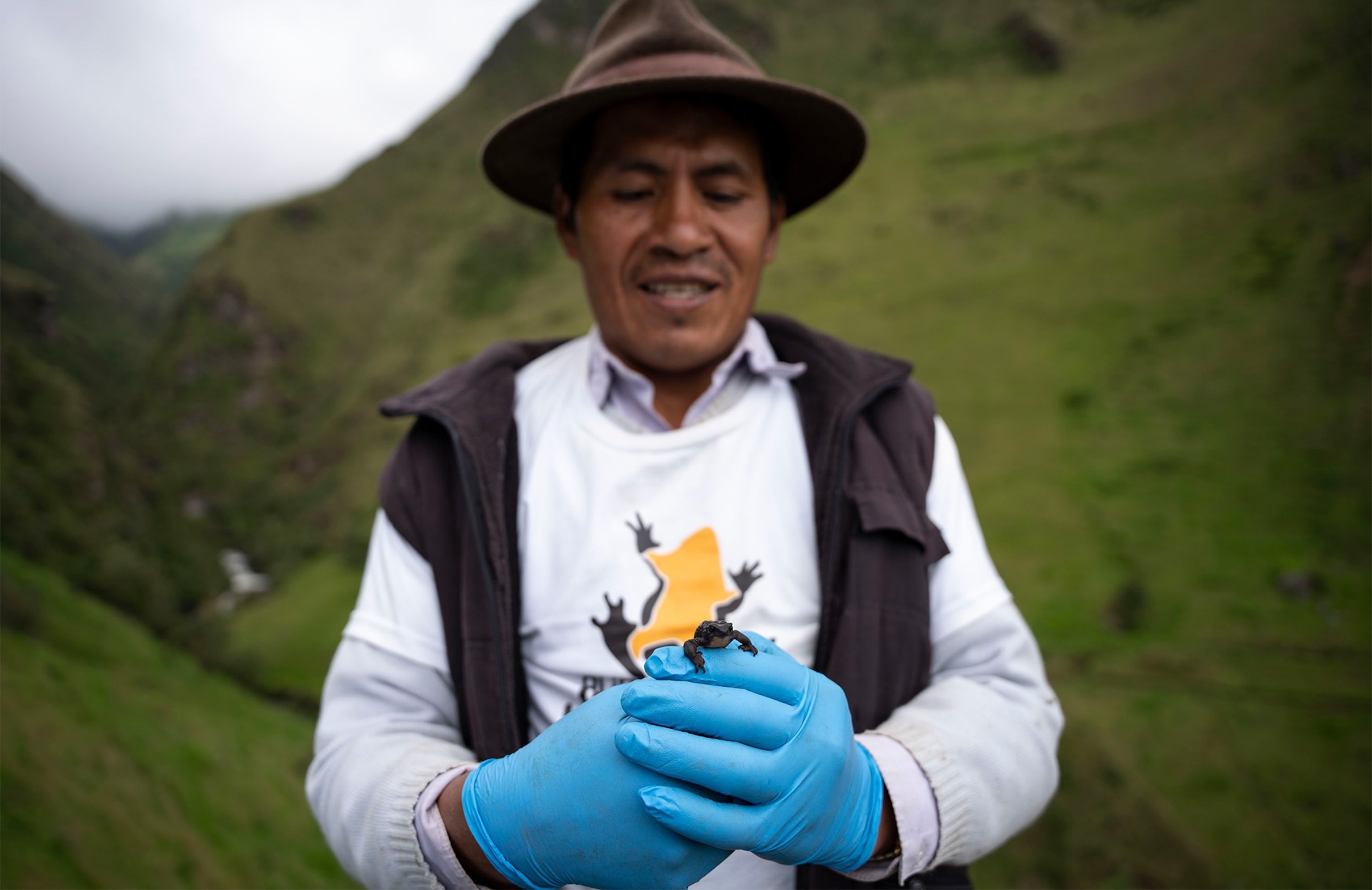 A man wearing a brown hat, a white shirt with a frog on it, and blue rubber gloves holds a black frog with both hands.
