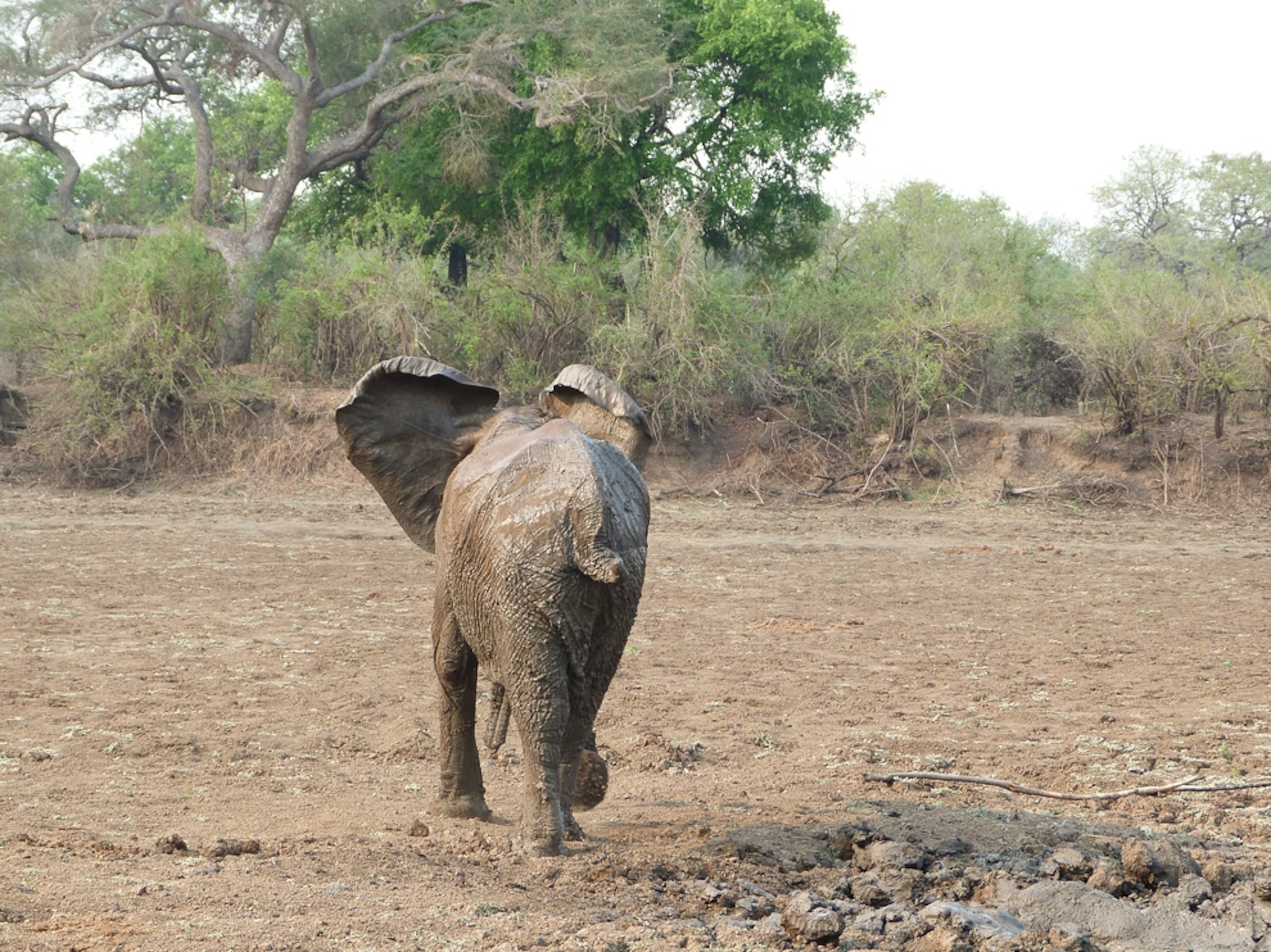 Elephant picture: freed mother runs back to herd