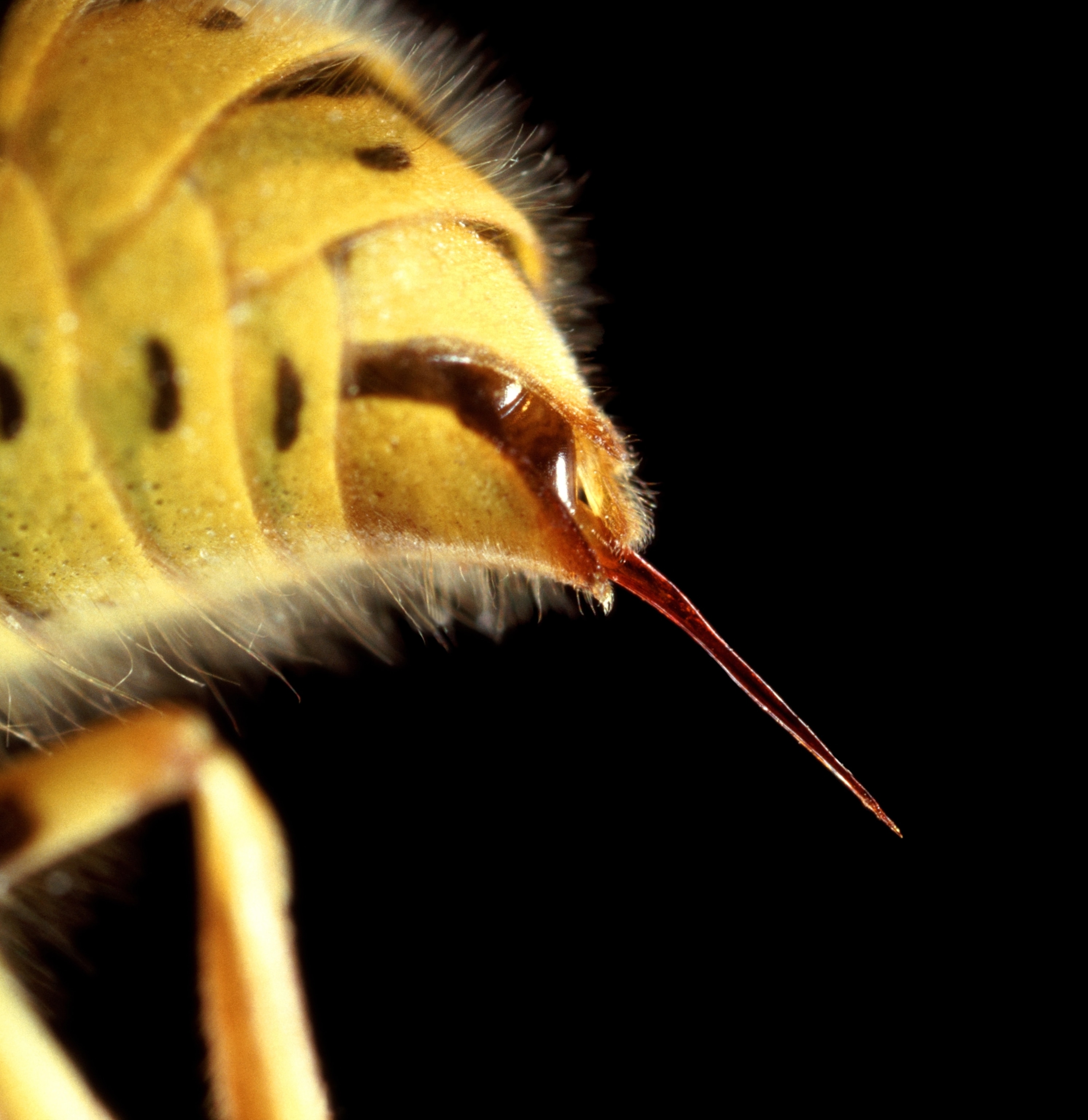 A close-up view of a the yellow and block body of a wasp with its stinger exposed