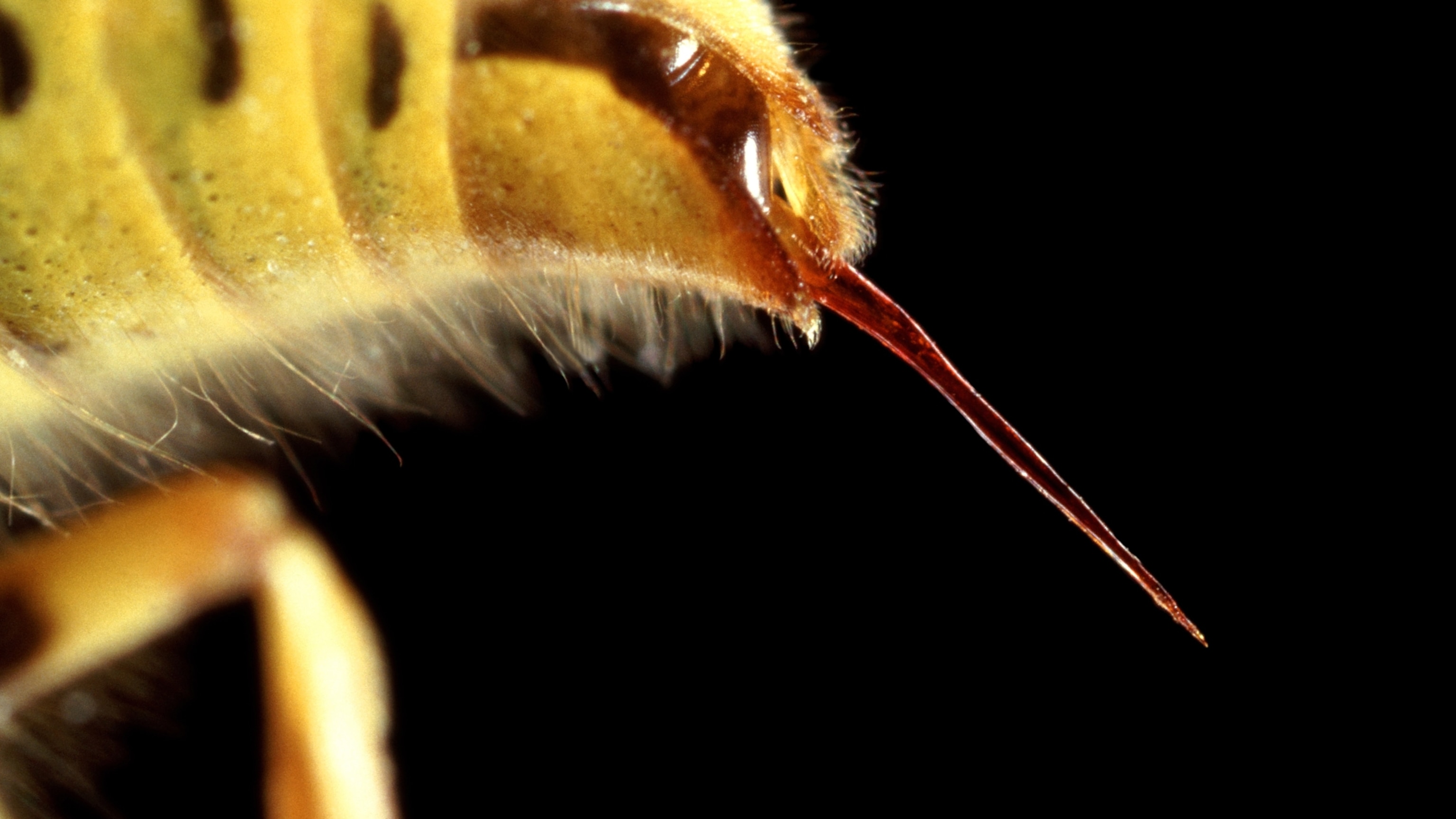 What Yellowjacket Stings Reveal About How Scientists Measure Pain