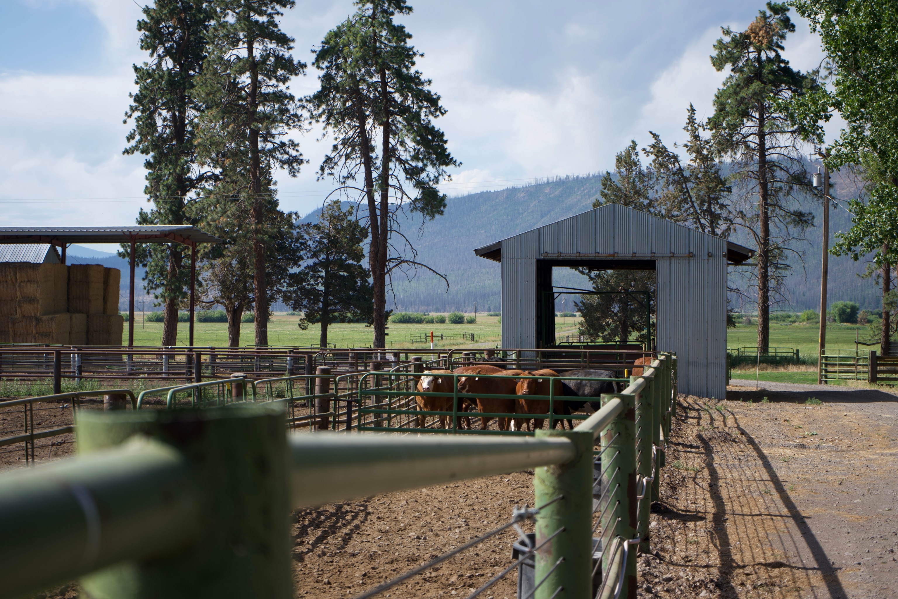 Cattle ranching has defined this region’s economy for multiple generations. With gray wolves’ return to California, there has been a significant rise in cattle deaths and behavioral stress.