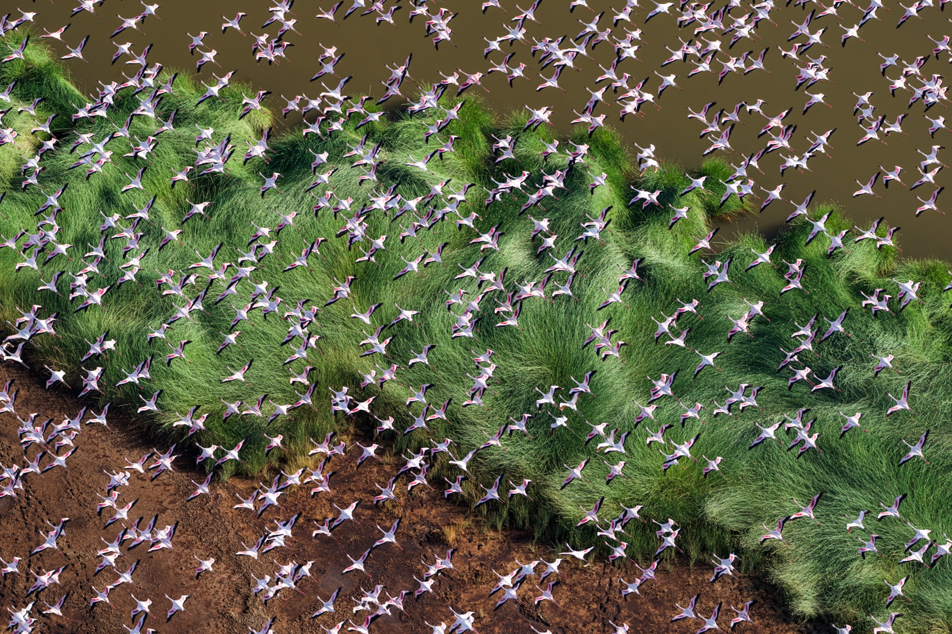 Aerial view of a vibrant flock of flamingos flying over lush green grass and brown soil near a calm water body