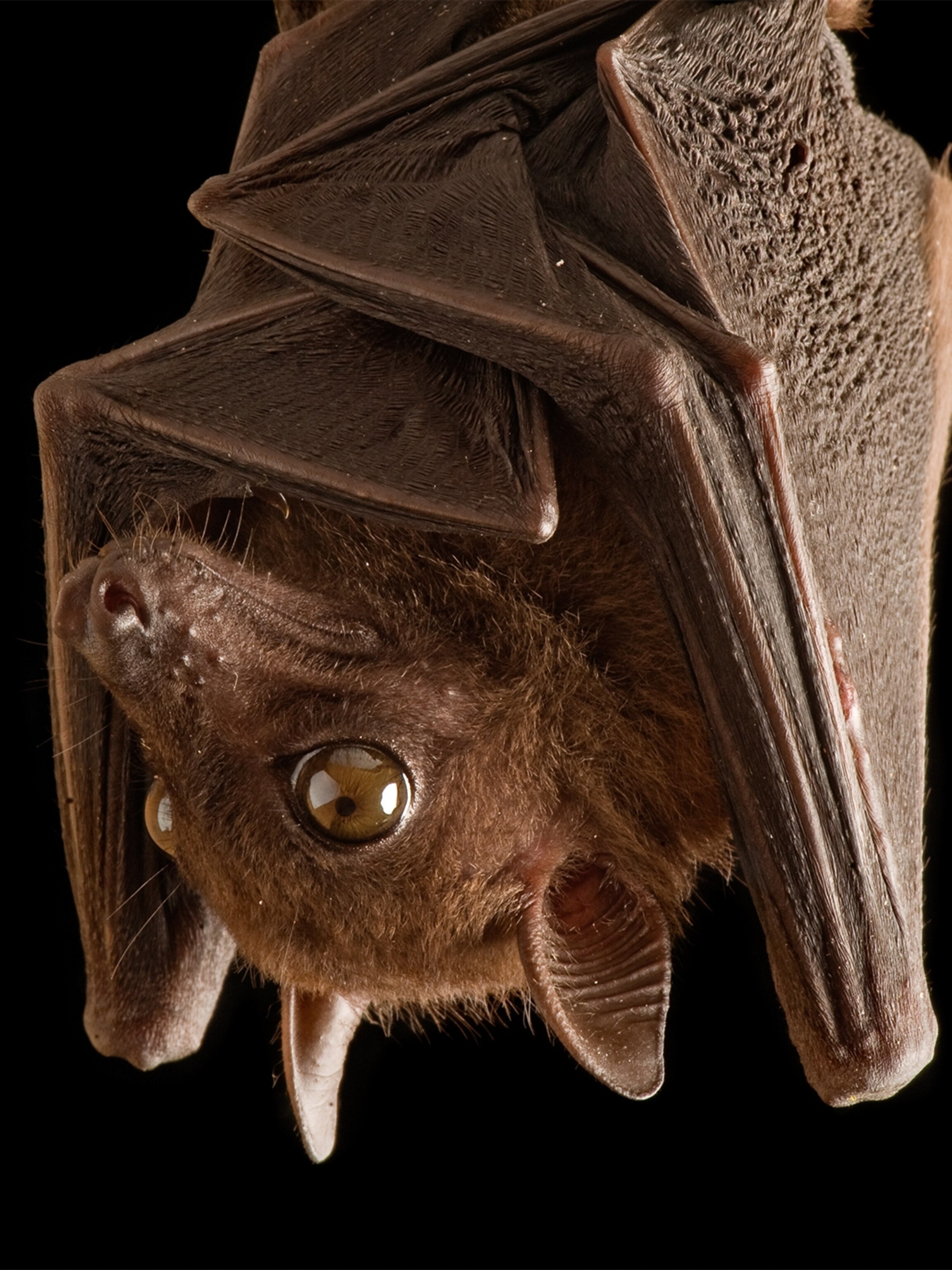 vampire bat hanging upside down