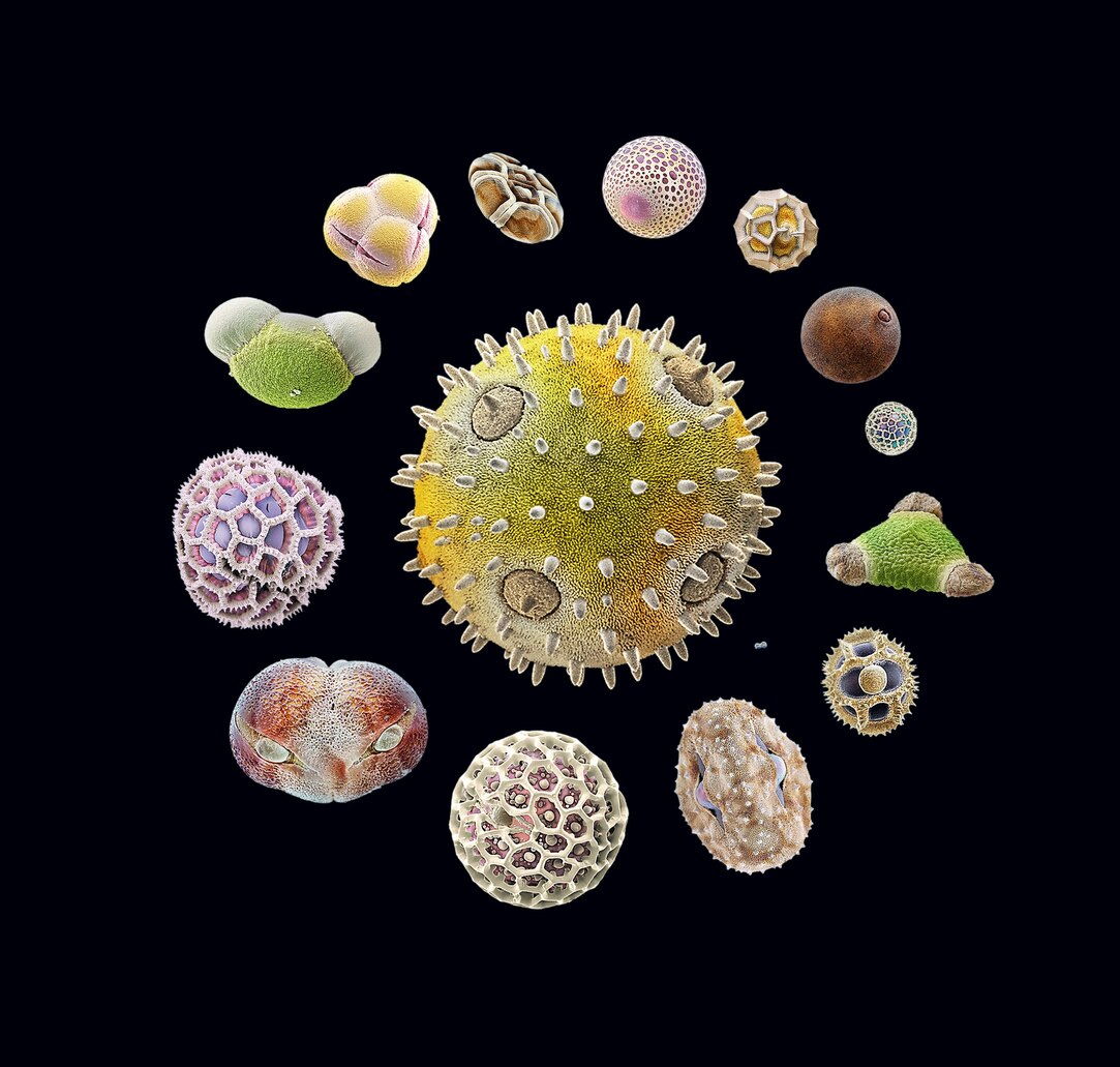 Explain Why Insect Pollinated Flowers Have Sticky Pollen Grains Best