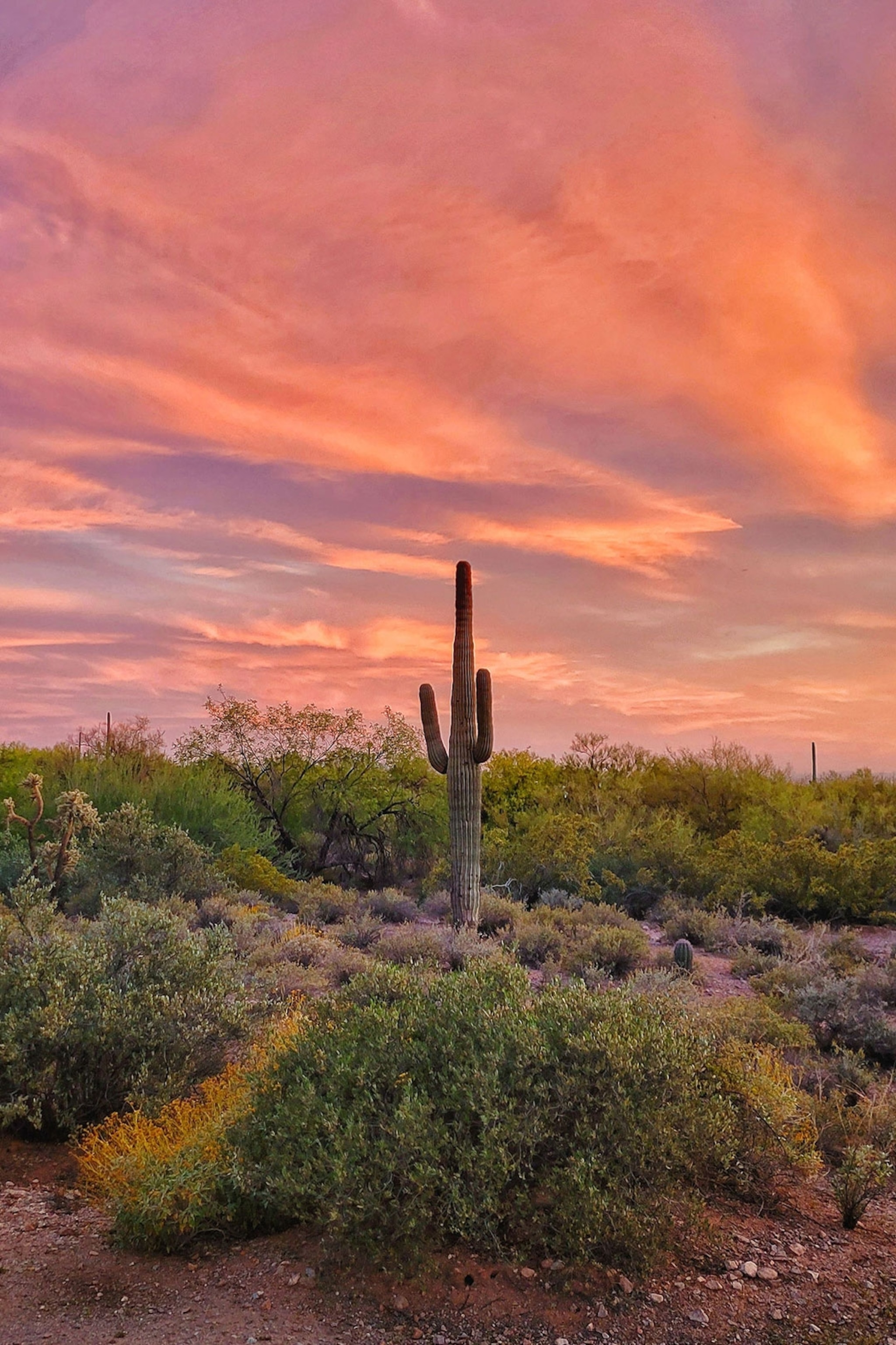 Desert cactus at sunset