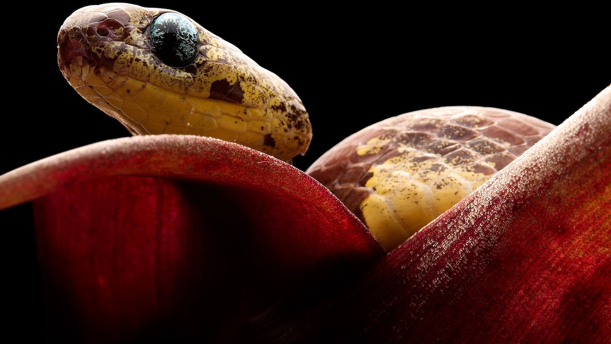 5 SnailEating Snake Species Discovered in Ecuadoran Forests