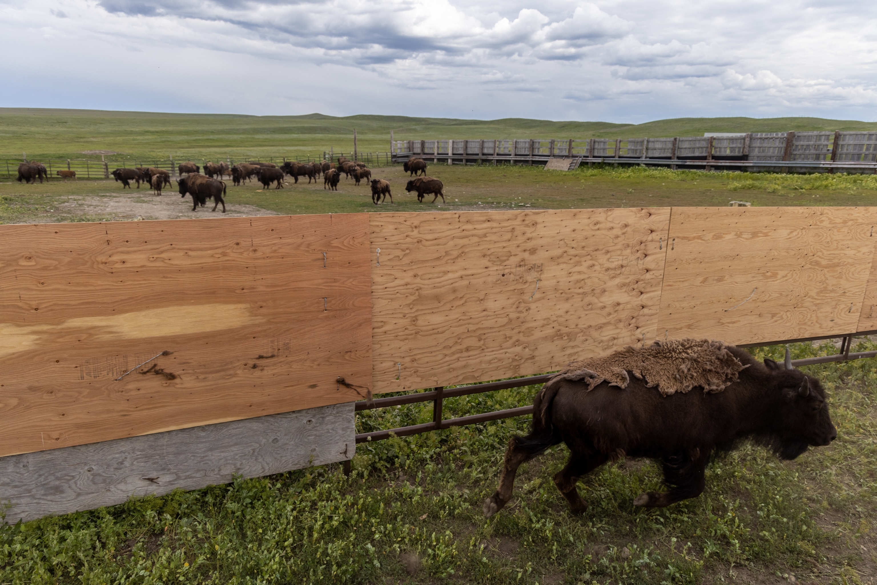 Buffalo are corralled and sorted at the Buffalo Spirit Hills Ranch on the Blackfeet reservation