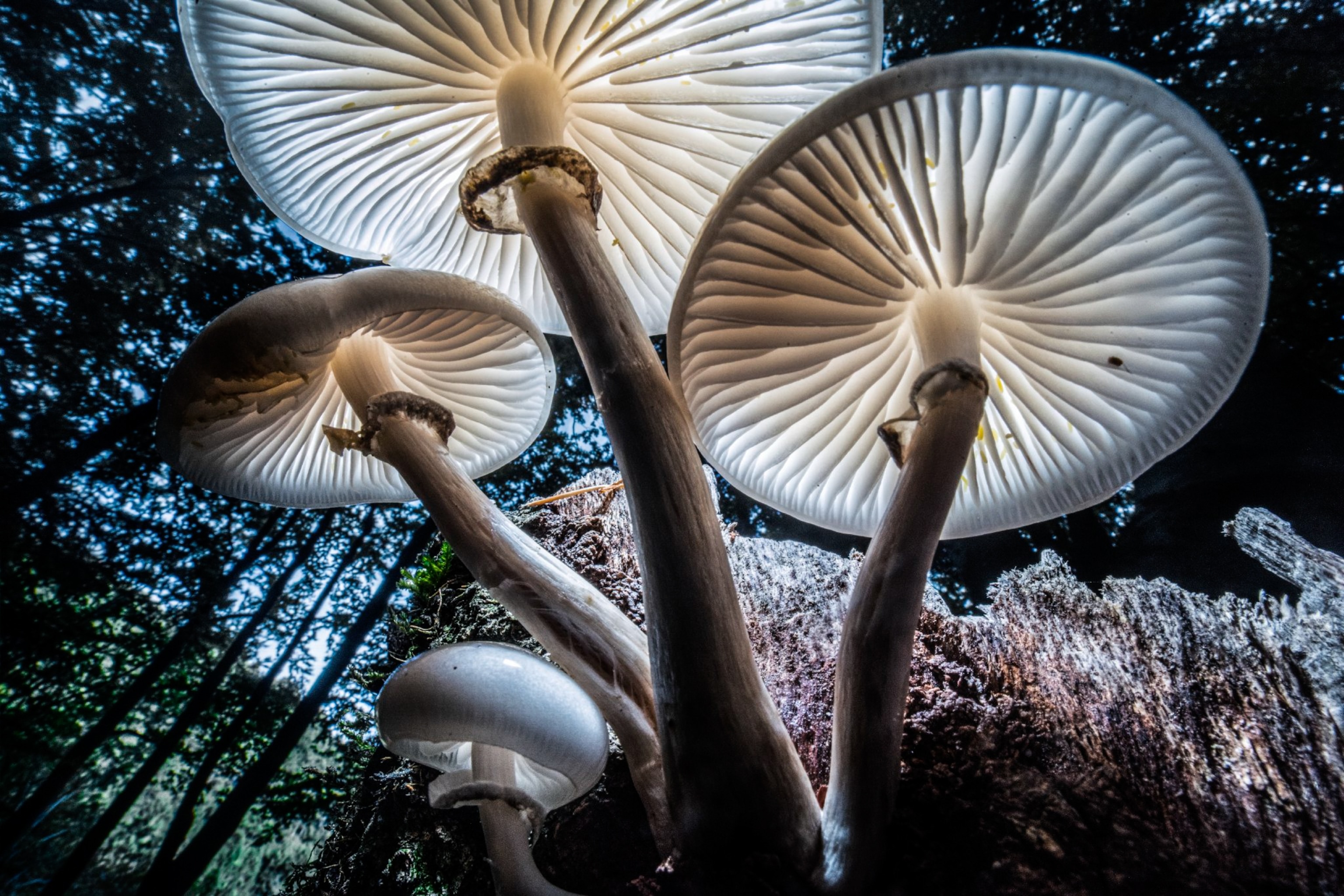The underside of four white mushrooms in a forest.