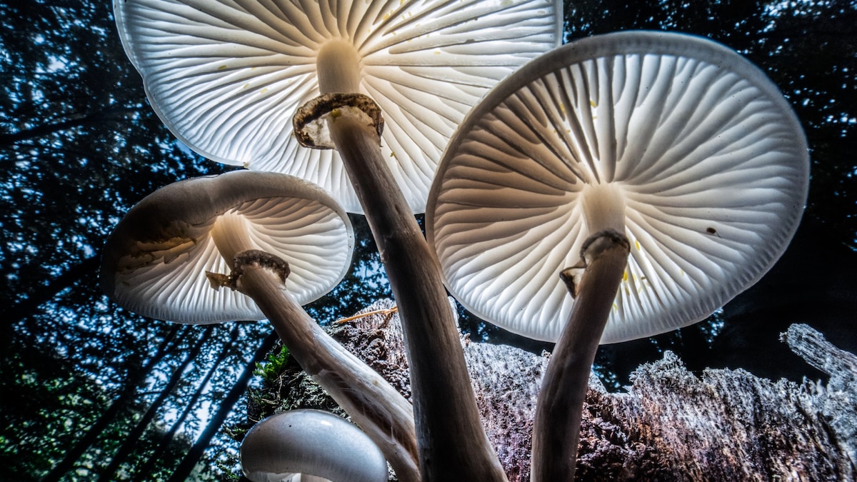 22 beautiful photos from the archives: jazz, flamingos, and more