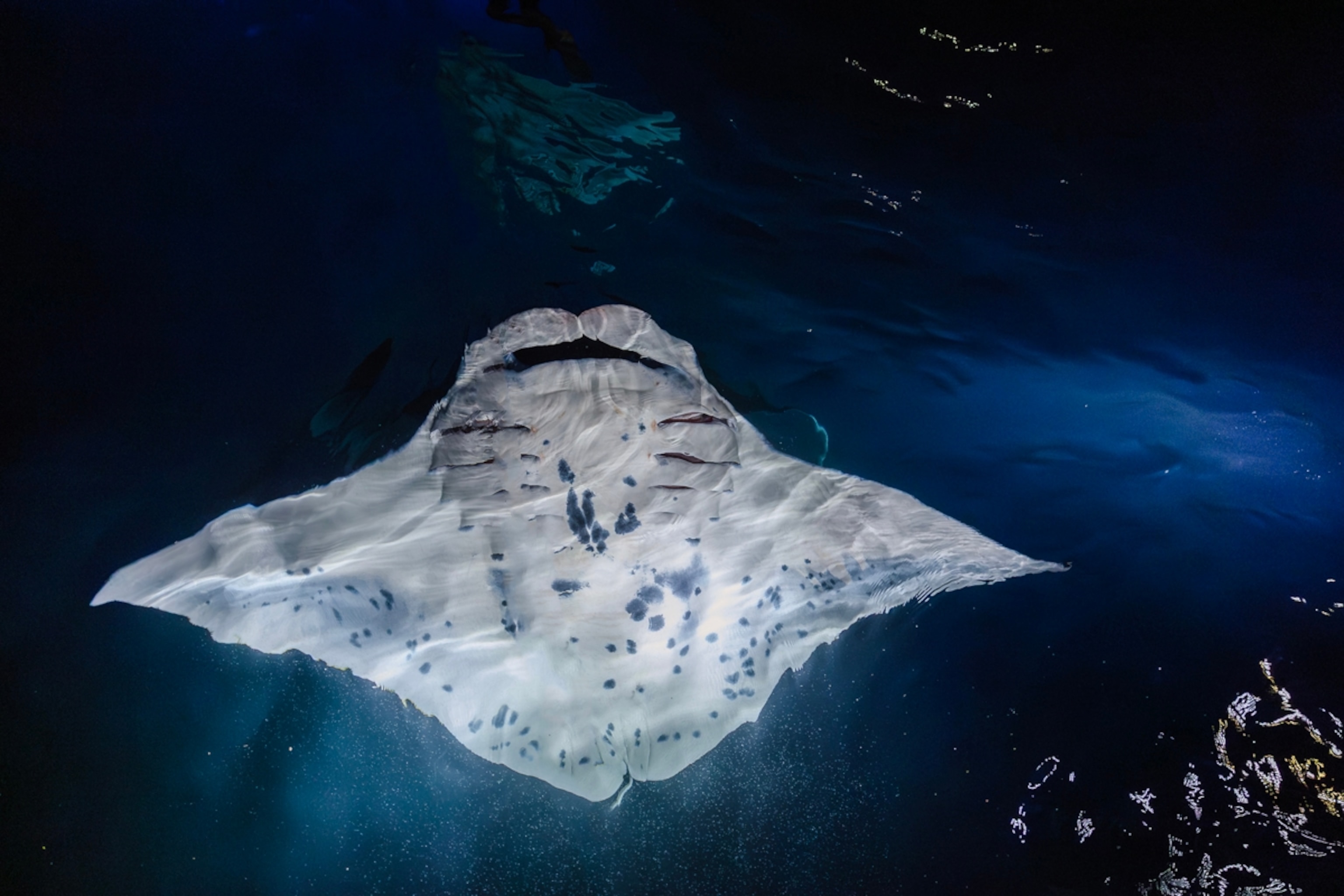 Manta Ray in Hawaii