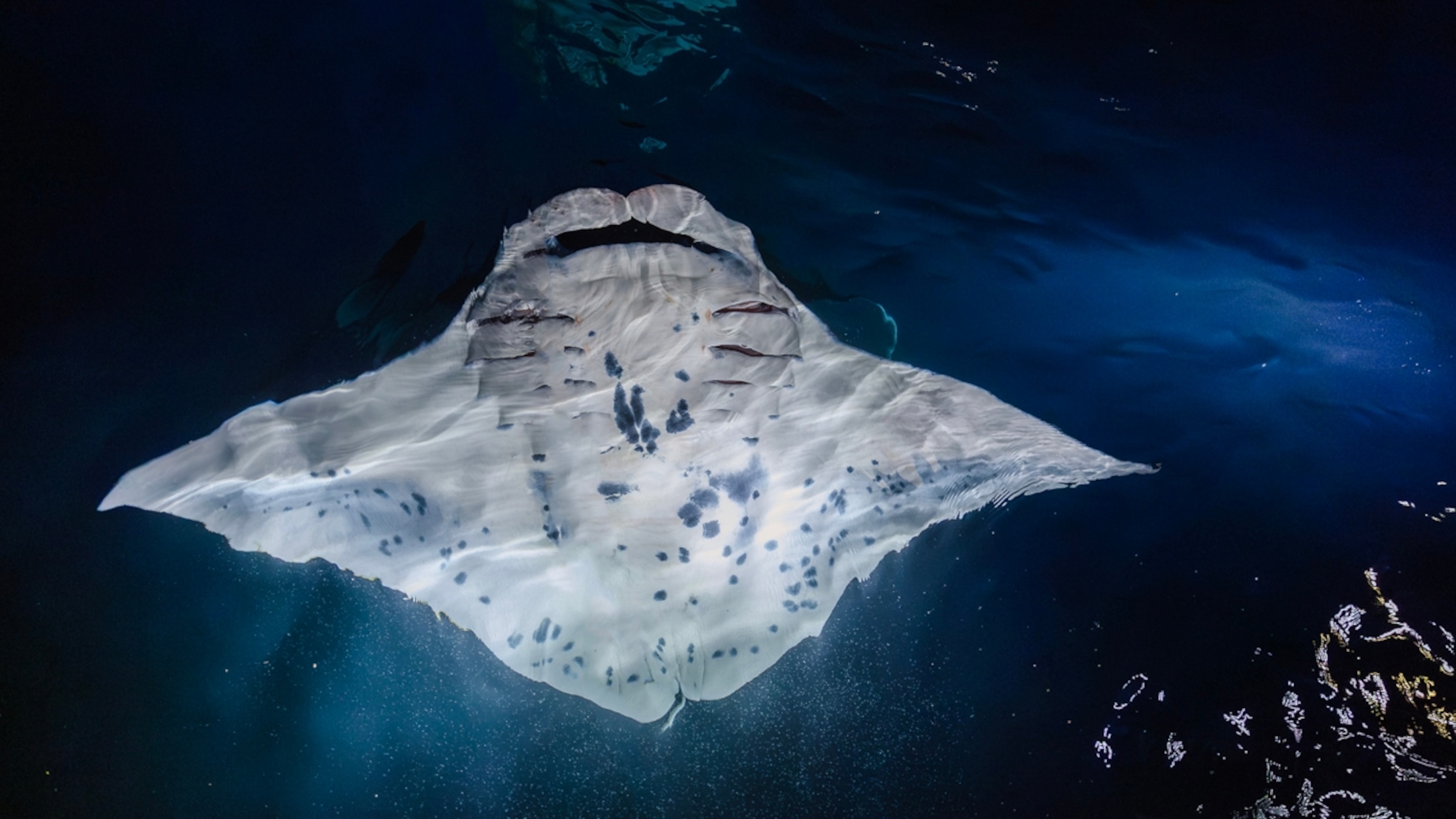 Among manta rays and sea turtles, a journey of wonder and perseverance unfolds | National Geographic