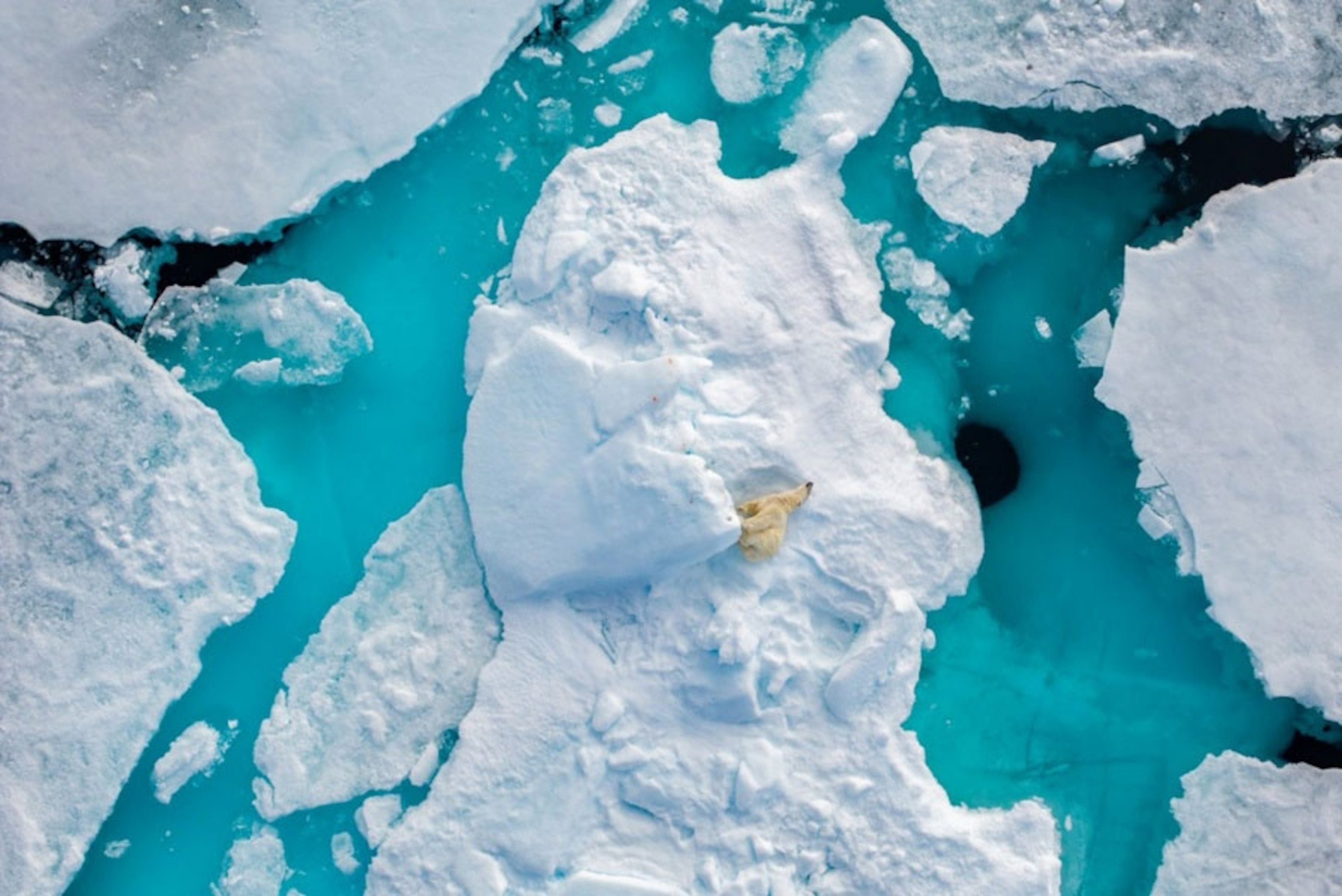 A bear on floating ice leans back.