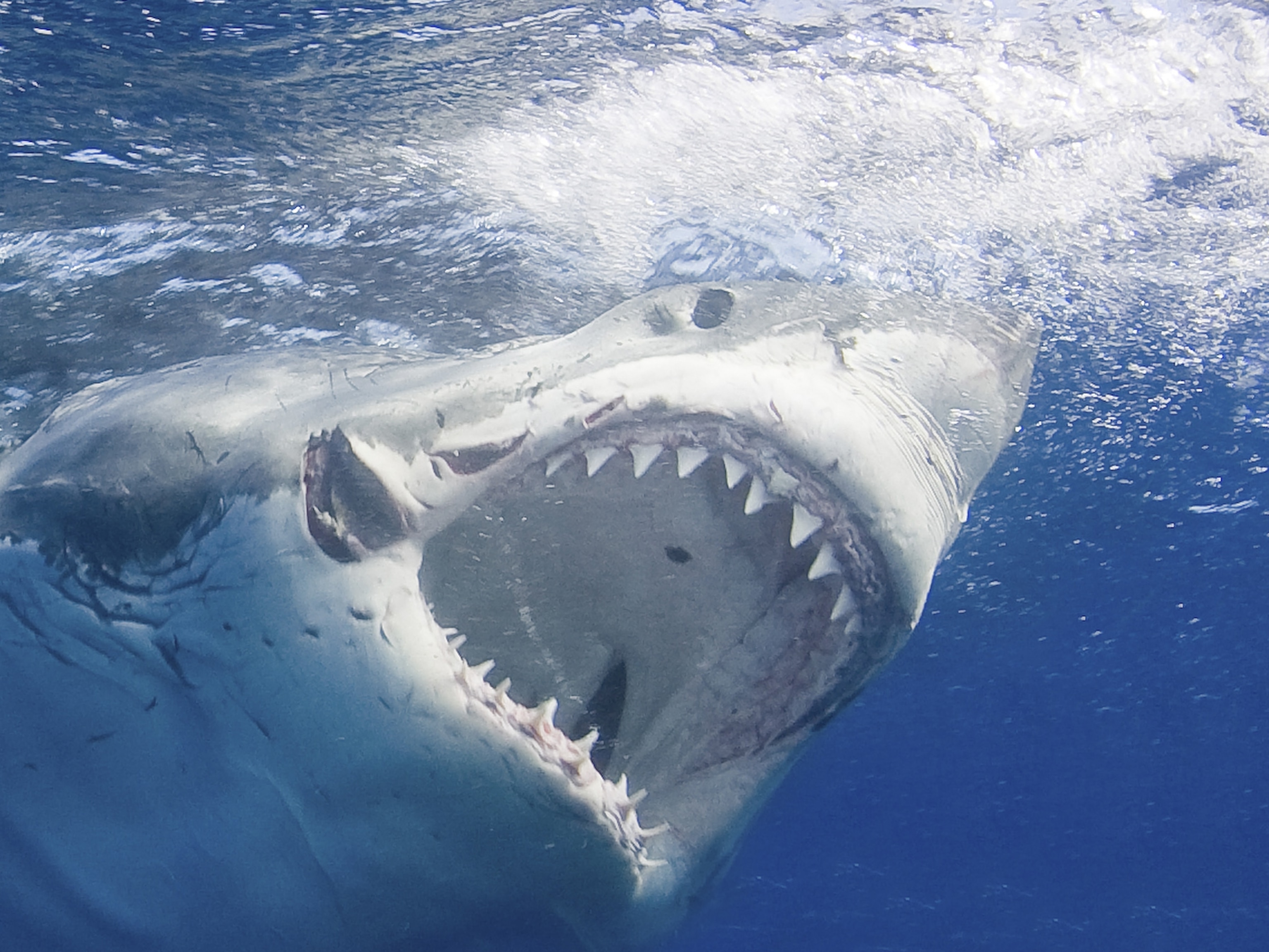 Great White Shark Survival