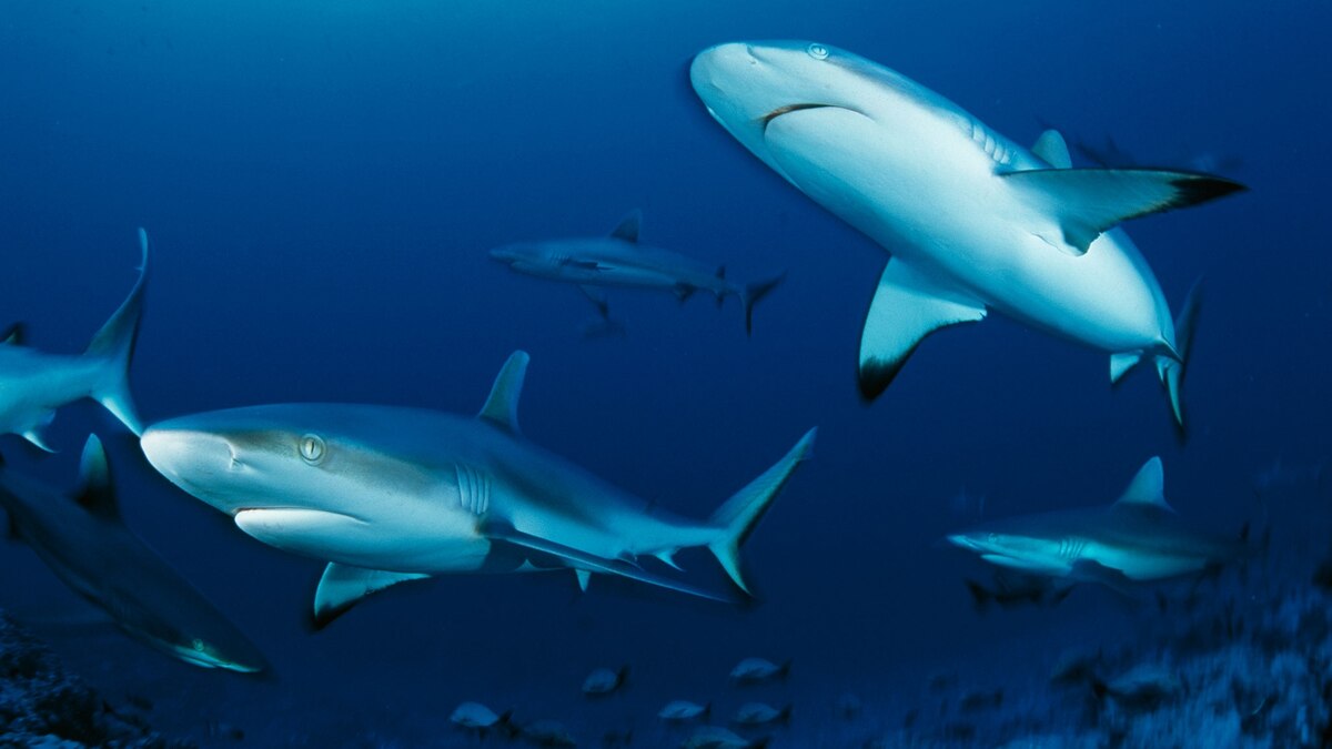 Meet the World’s Highest Concentration of Gray Reef Sharks