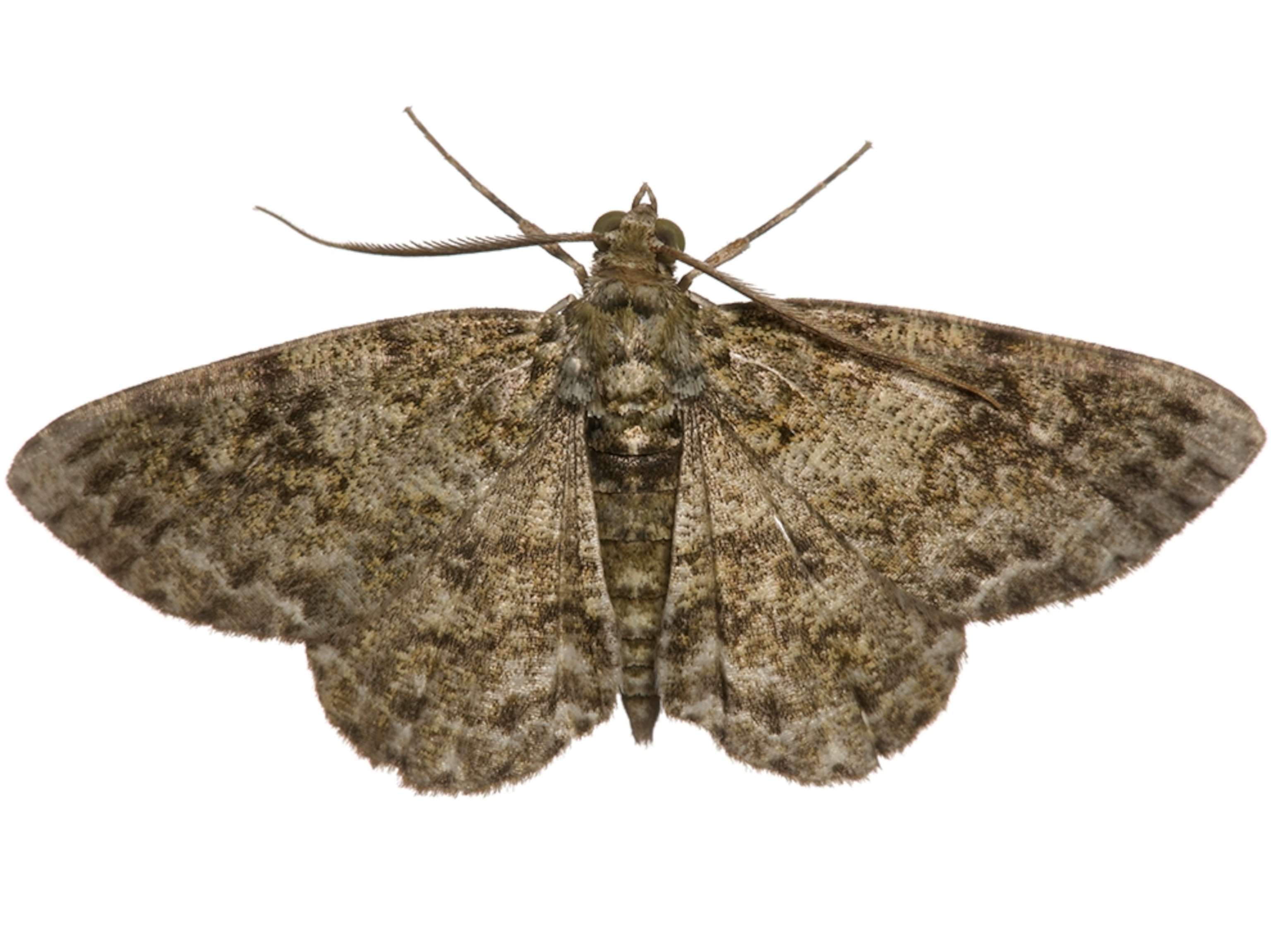 Common Name: Cleora moth, Scientific Name: Cleora sp., Magnification: 1x,