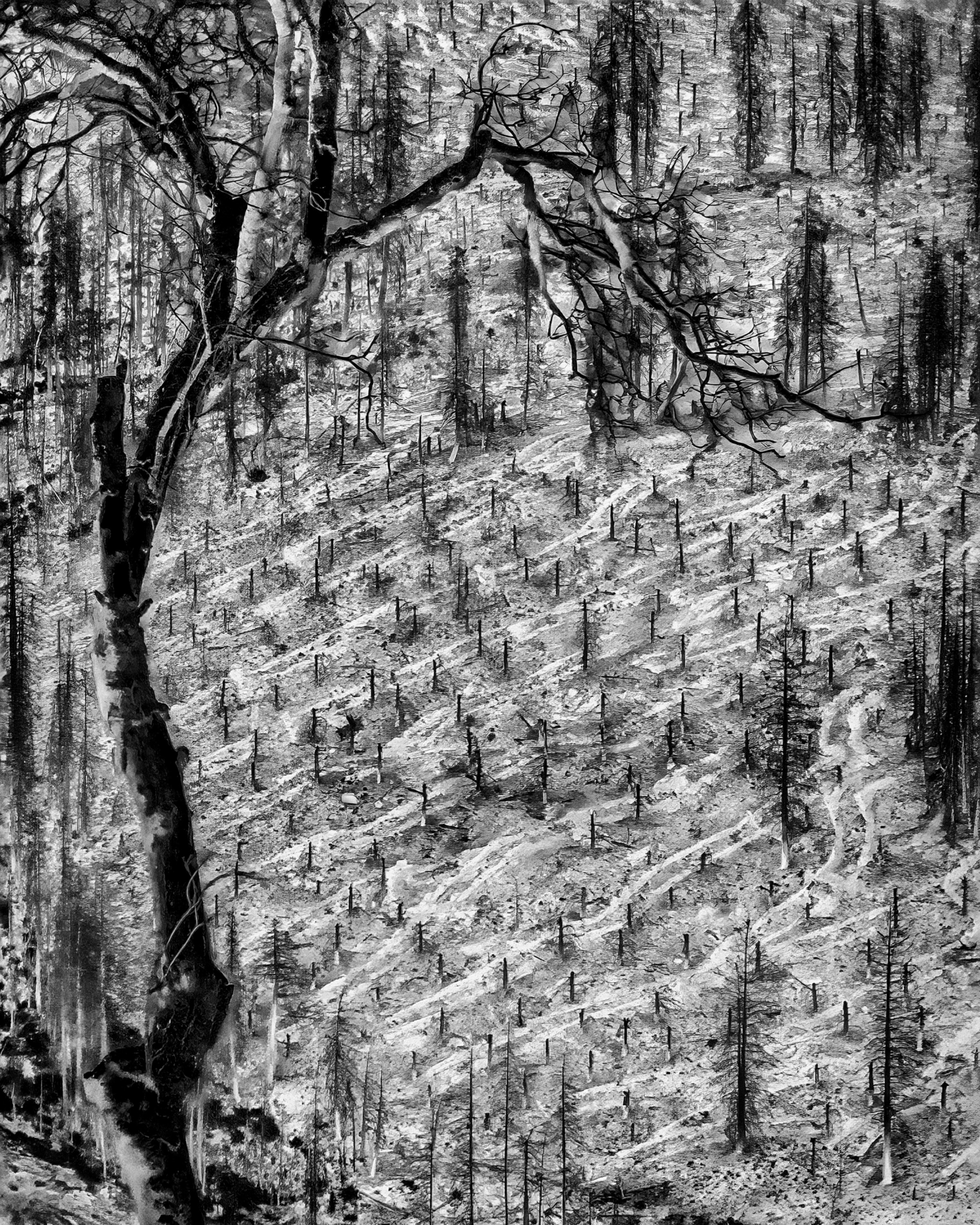 A thermal black and white photo of Eldorado National Forest, with the objects that are the hottest appear brightest, while those that are coldest appear darkest.