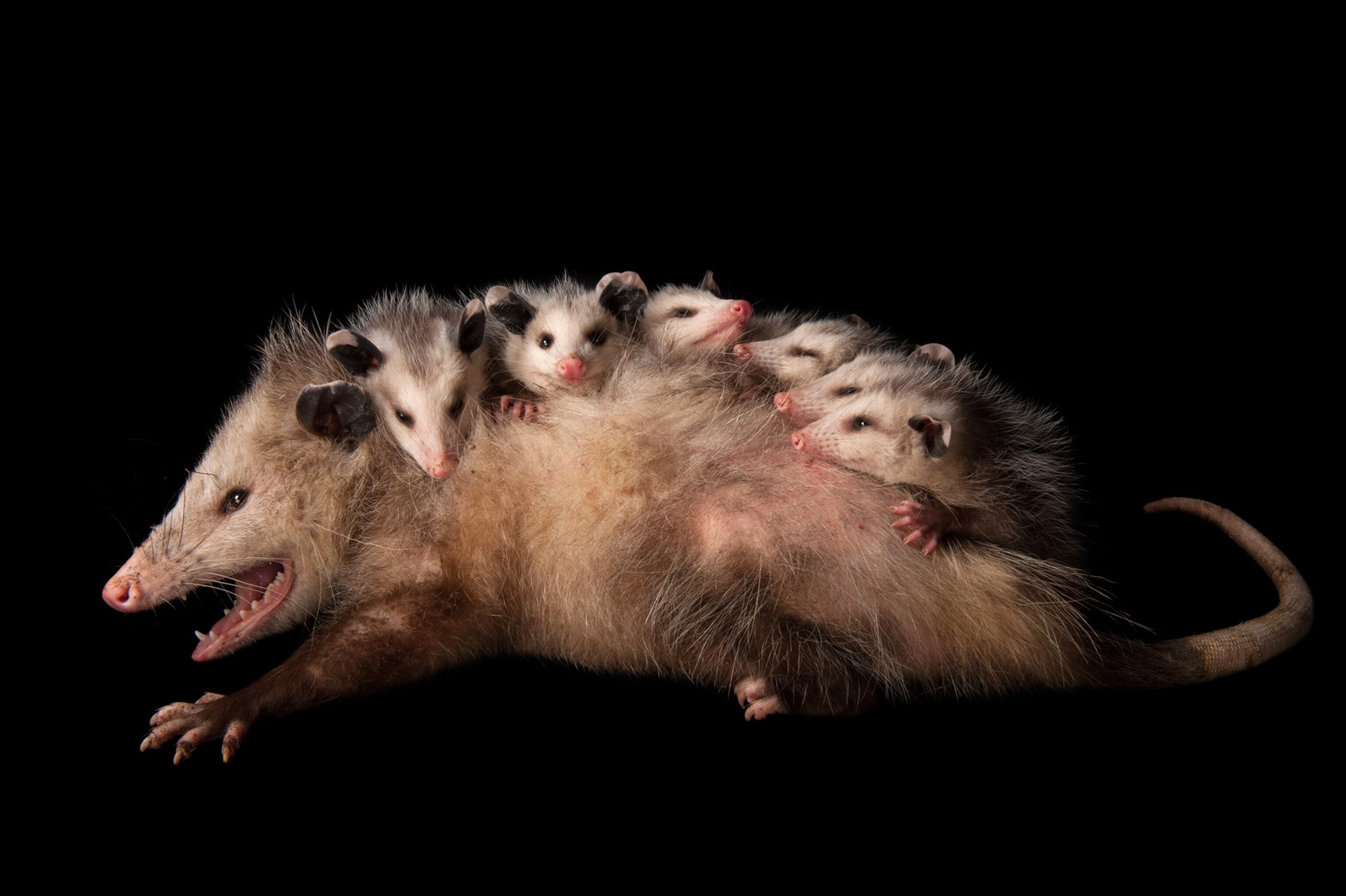 opossum
