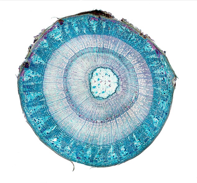 Download Pi Day Pictures Nature S Near Perfect Circles