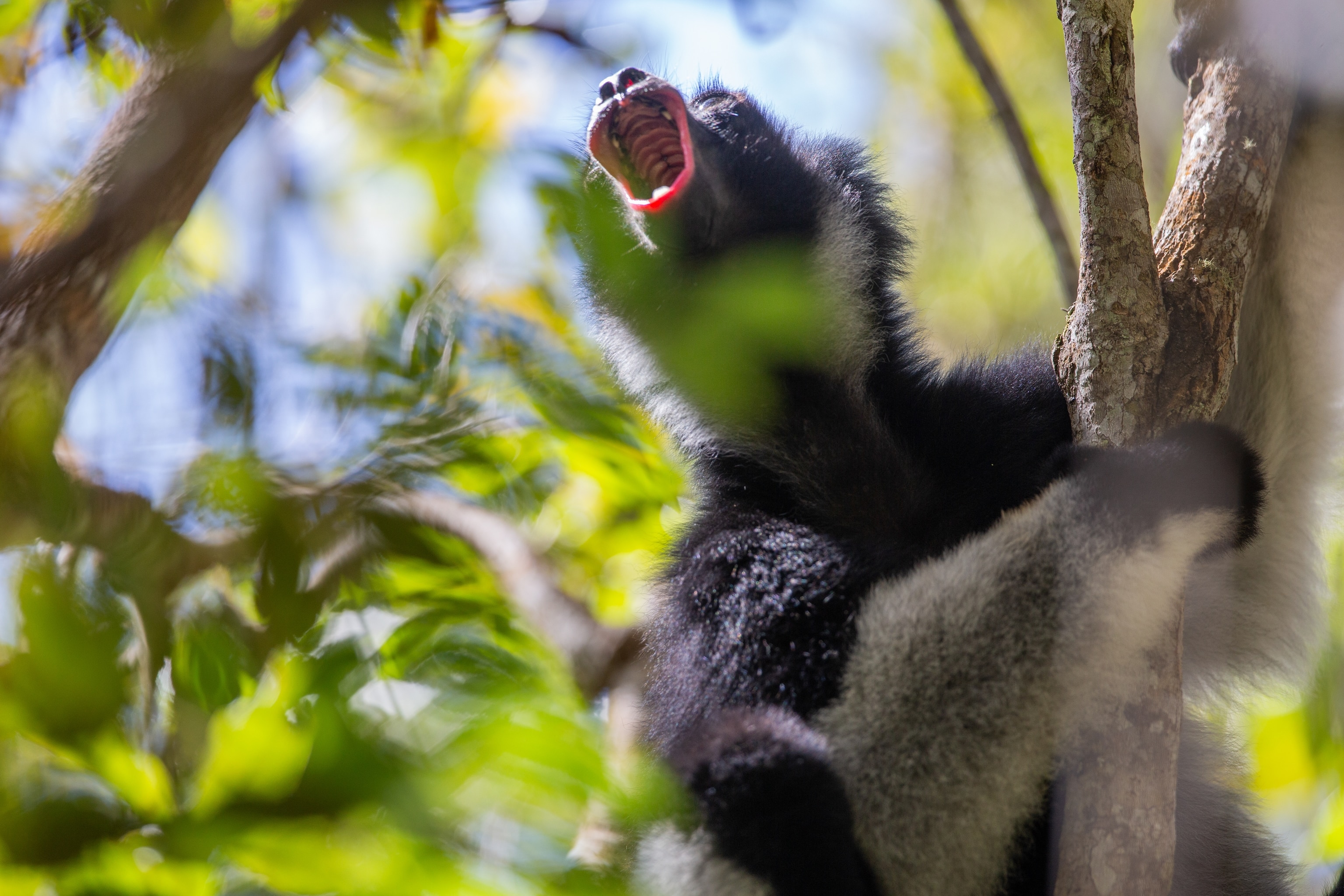 A male indri (Indri indri) during a song emission. Photo taken during data collection on indri behviour in the Maromizaha forest, Madagascar.