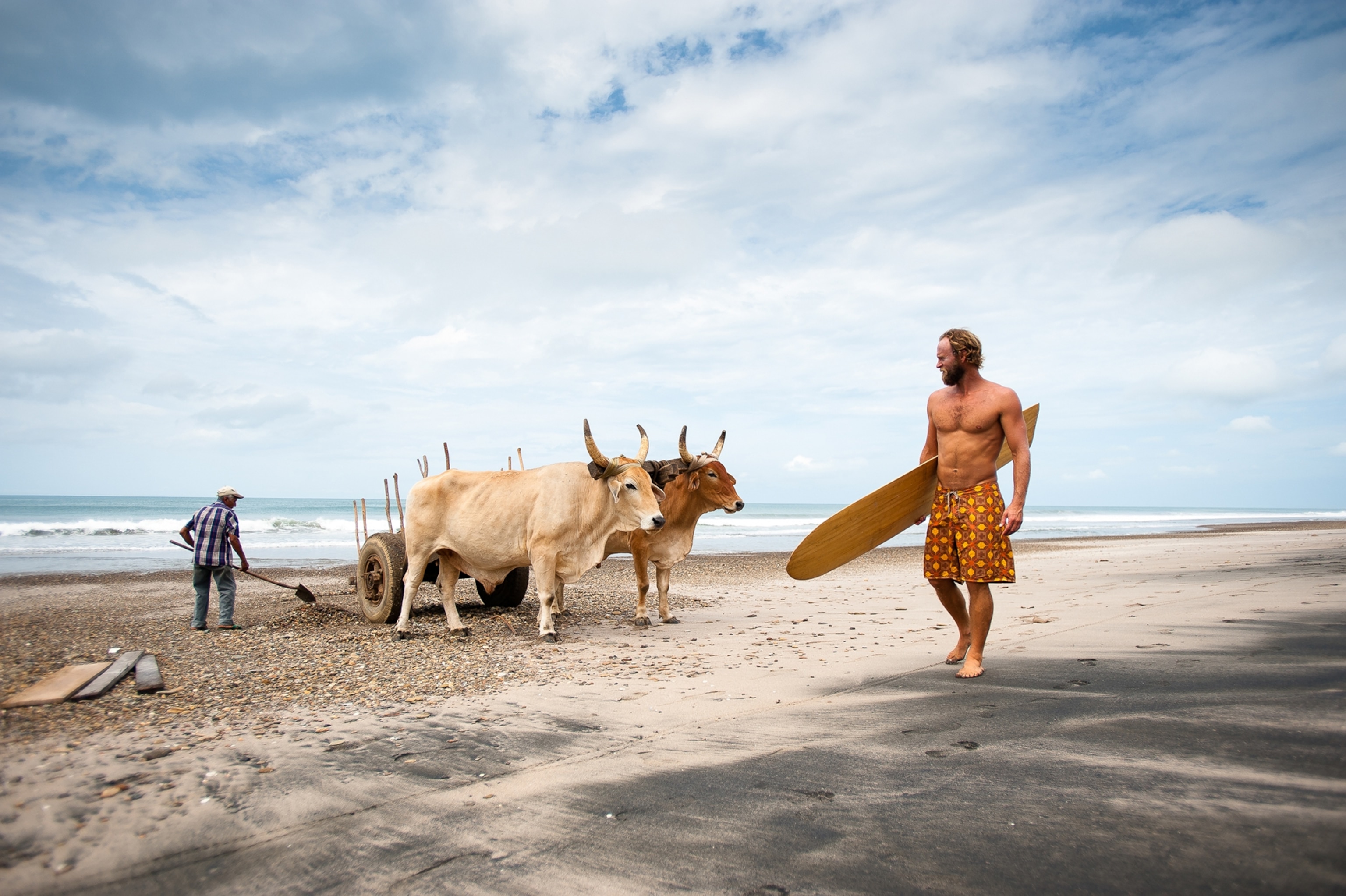cattle and surfer on beach in Nicaragua