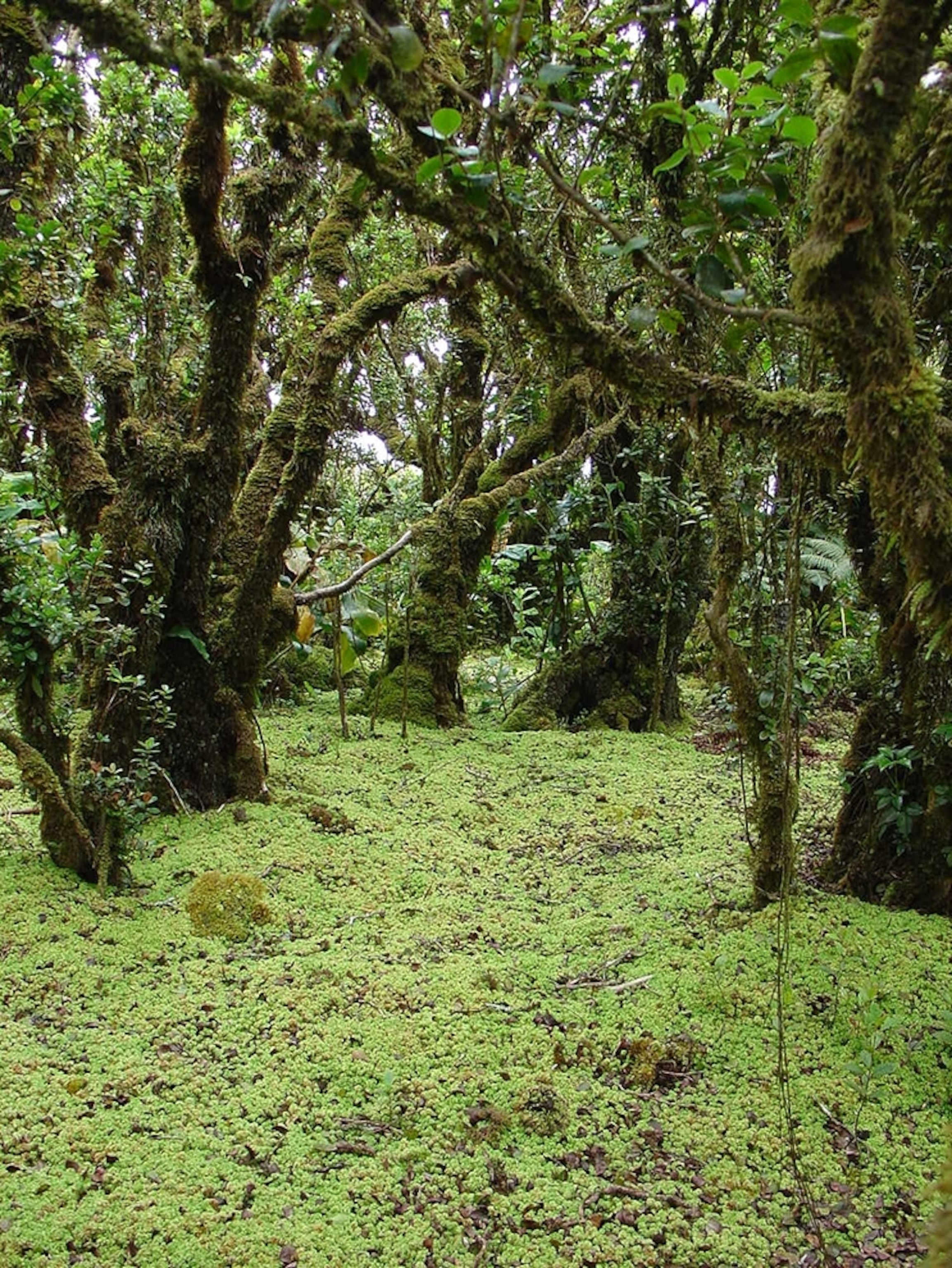 Moss on Kohala Mountain, Hawaii.