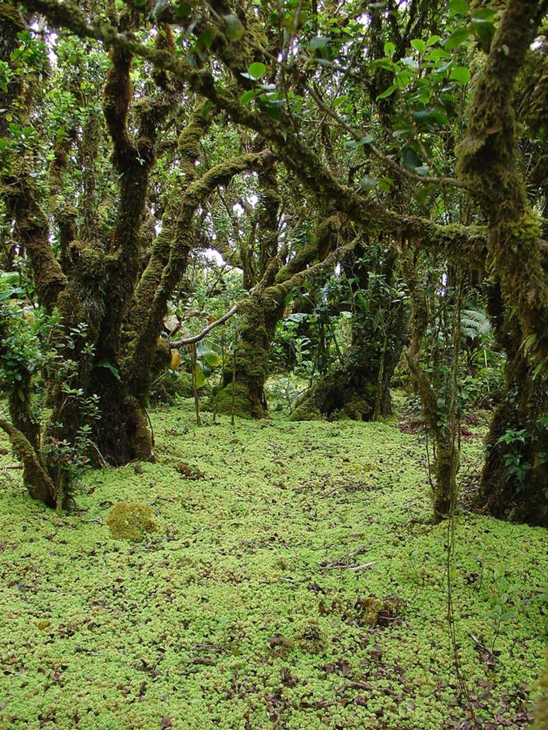 Moss Has Cloned Itself for 50,000 Years, Study Says