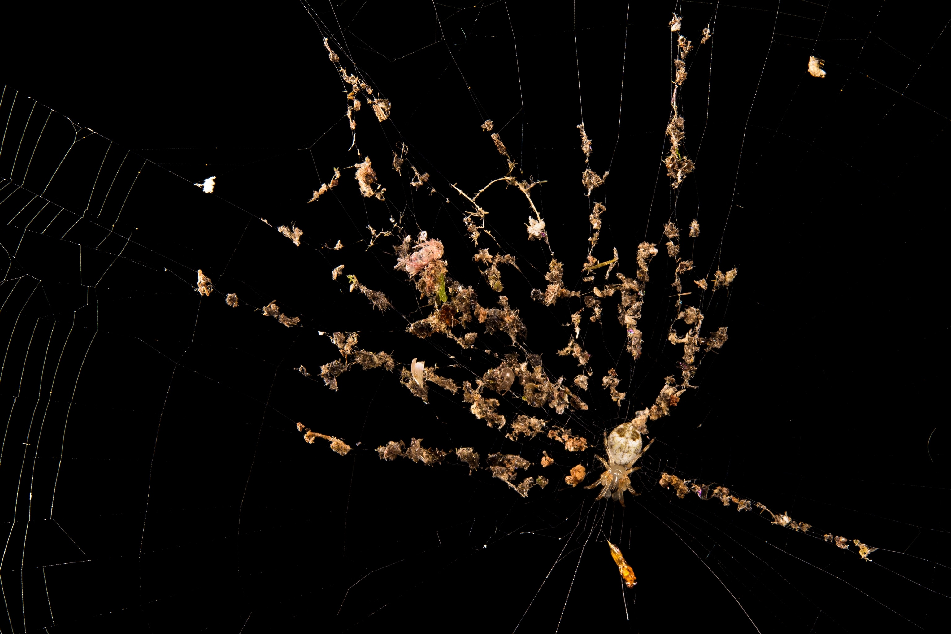 Bits of debris spread out on a web.