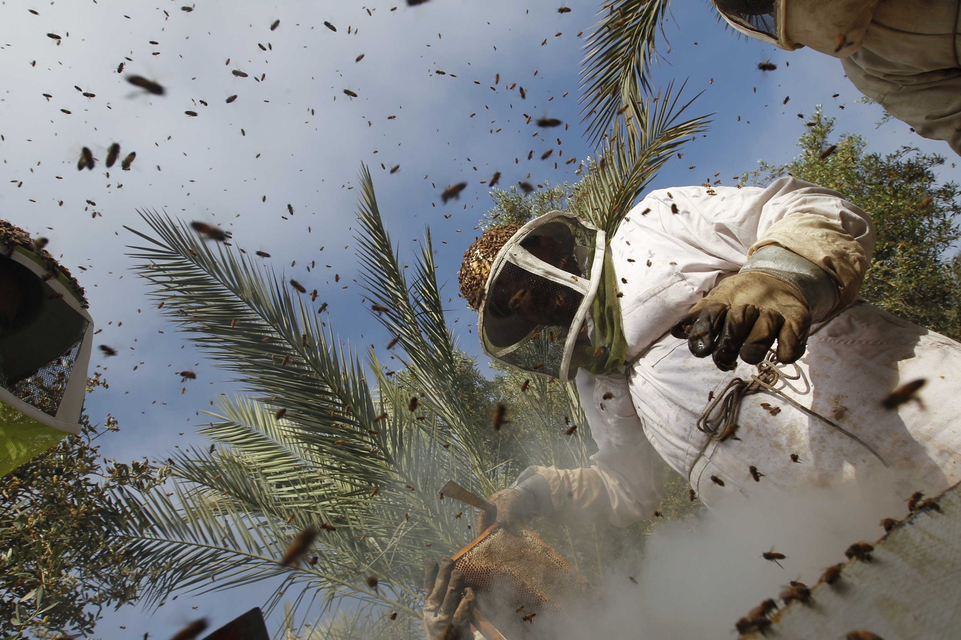 Bee picture -- for gallery of best news pictures of April 2012