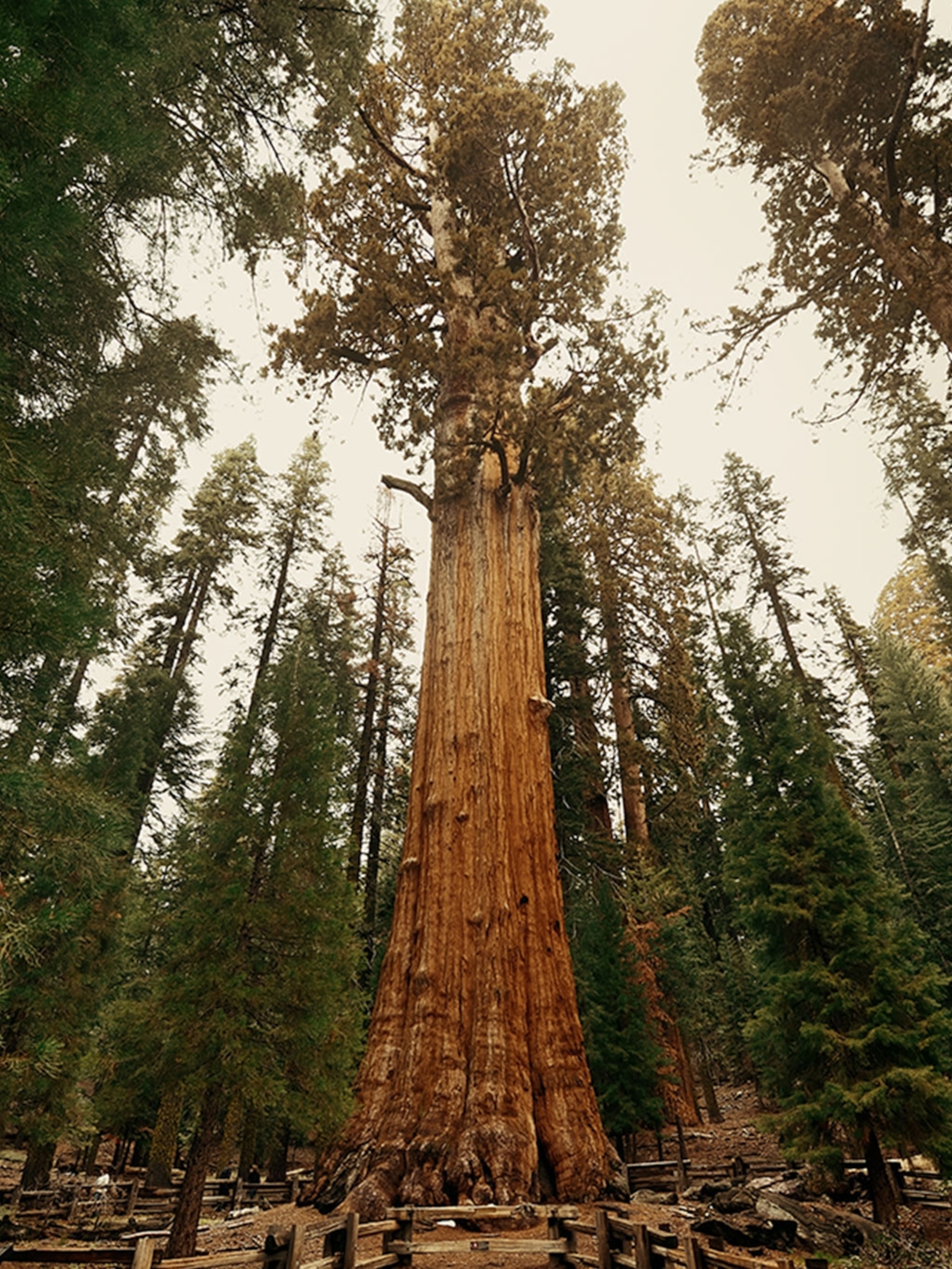 sequoia tree height