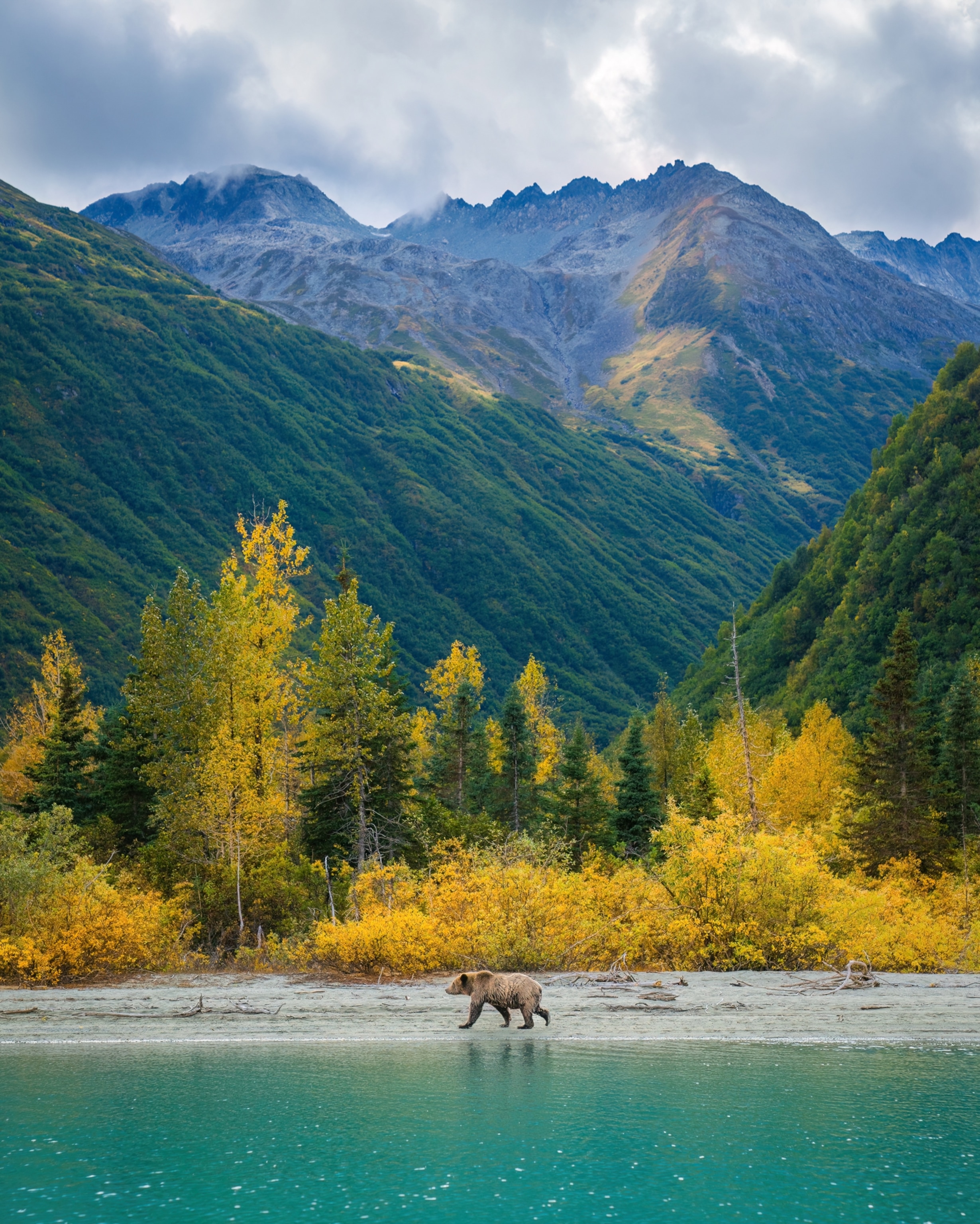 A lone brown bear sow walks along the shores of Lake Crescent.